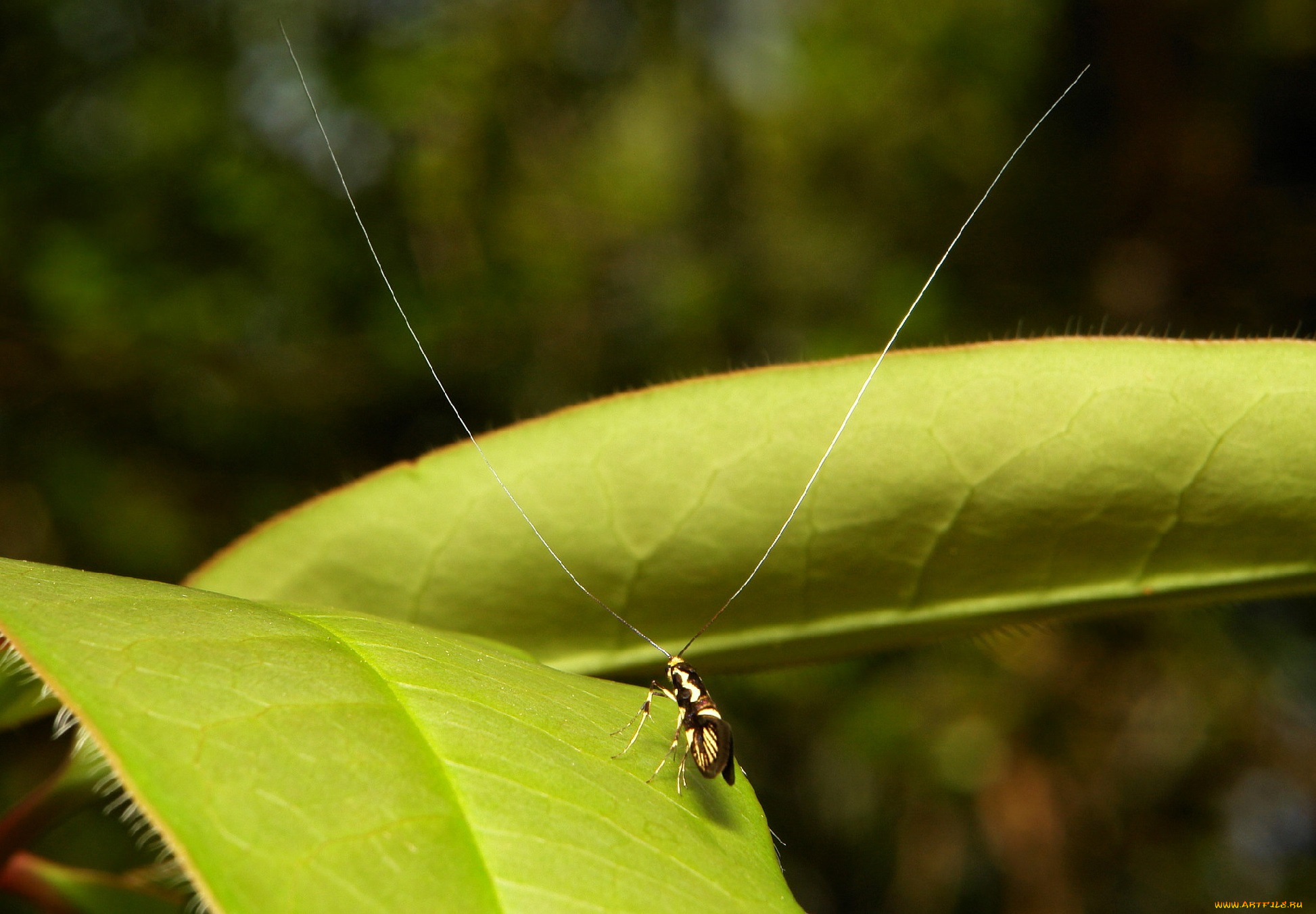 животные, насекомые, itchydogimages, макро, насекомое, лист, жучок, усики