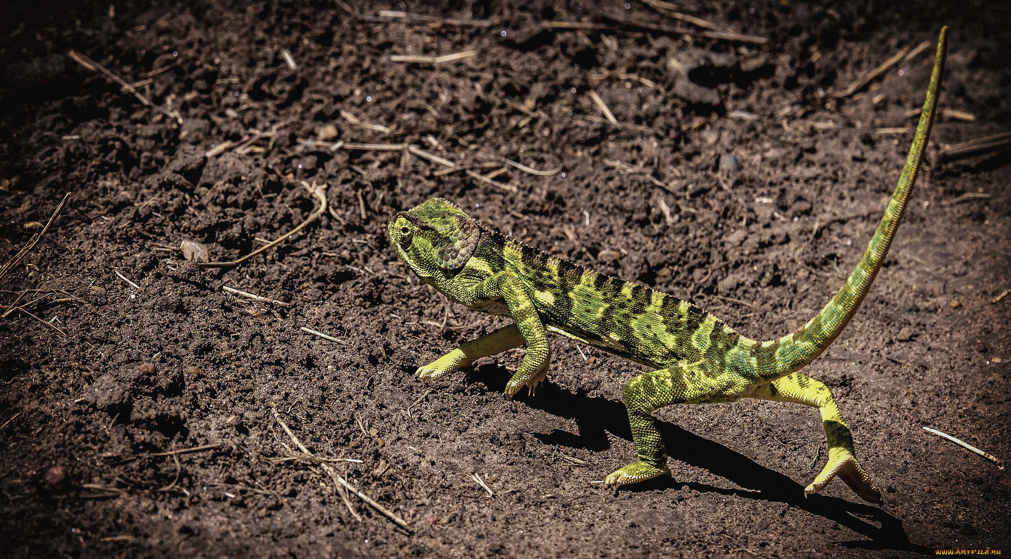 животные, Ящерицы, , игуаны, , вараны, ящерка