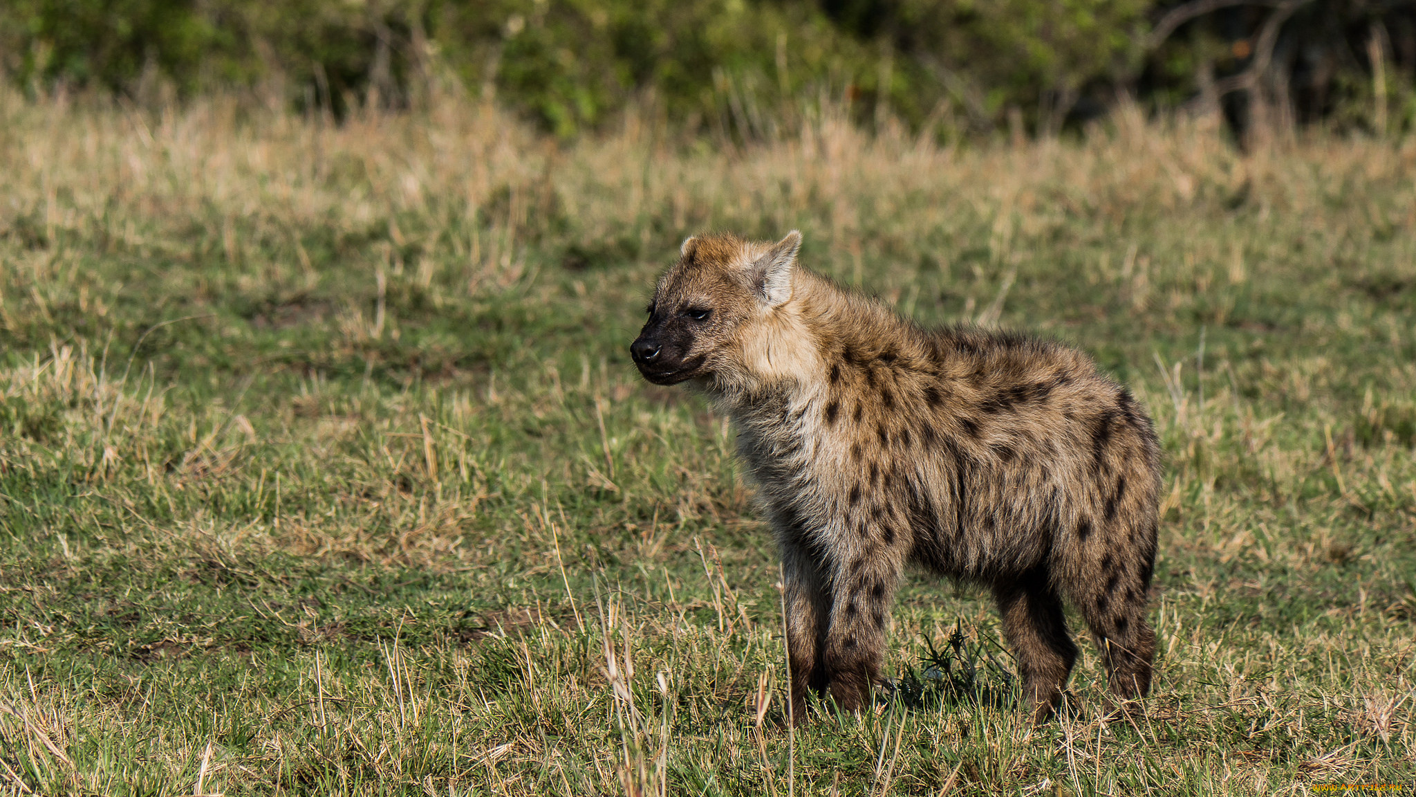 животные, гиены, , гиеновые, собаки, гиена