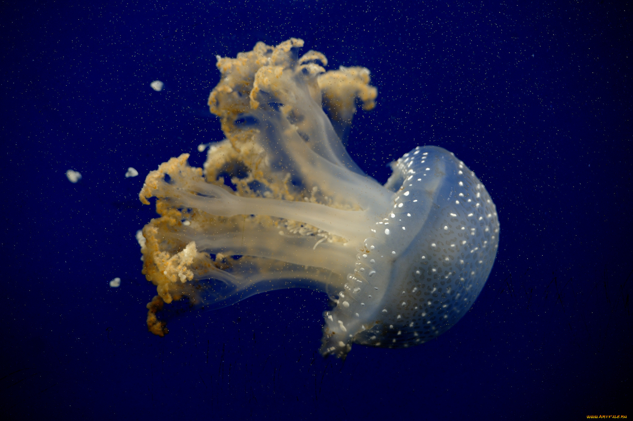 животные, медузы, медуза, море, океан, цвет