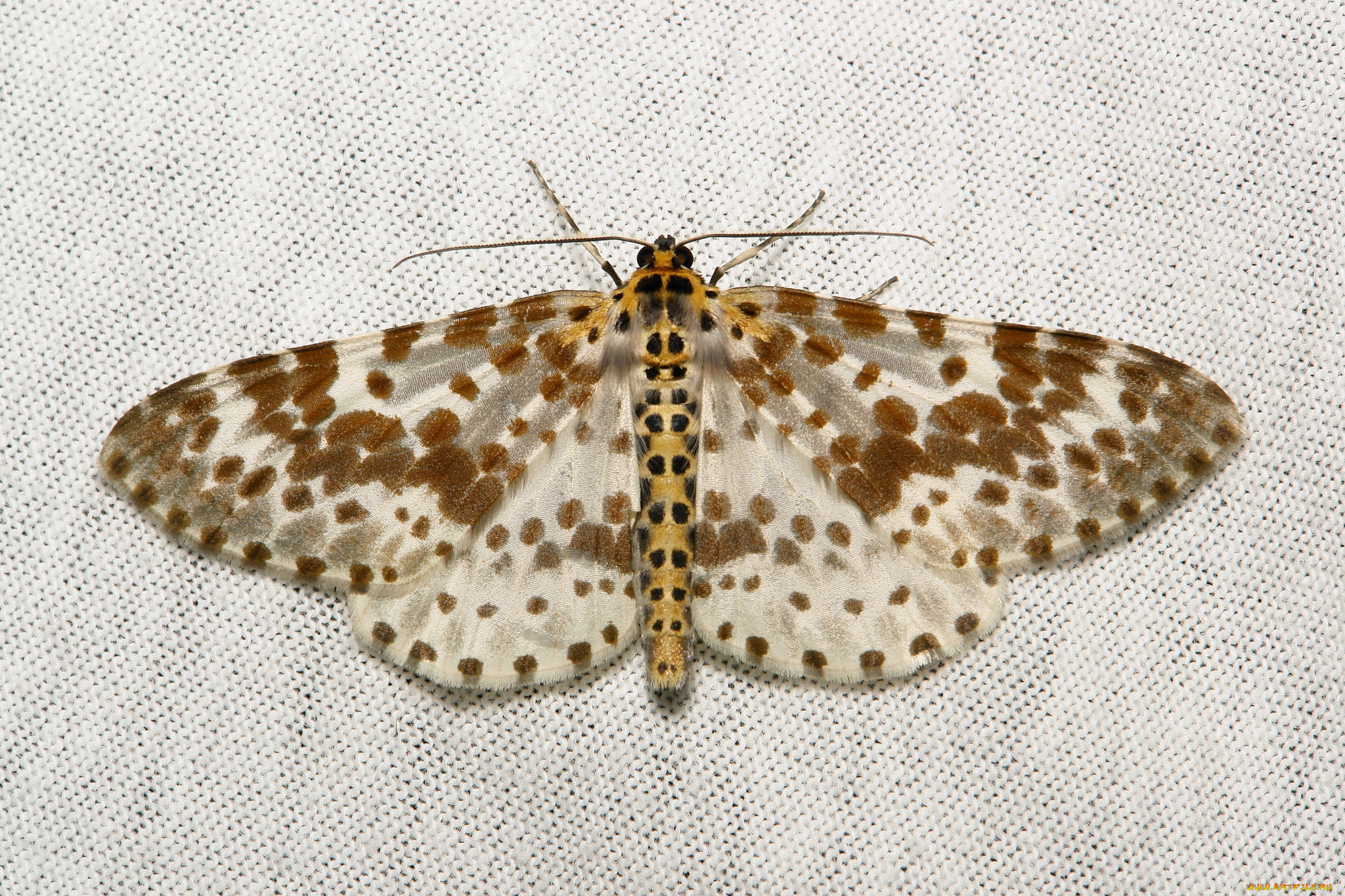 животные, бабочки, , мотыльки, , моли, itchydogimages, макро, вязаное, полотно, моль, крылья