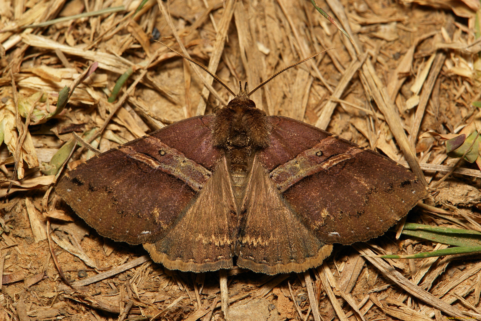 животные, бабочки, , мотыльки, , моли, itchydogimages, макро, насекомое, мотылёк