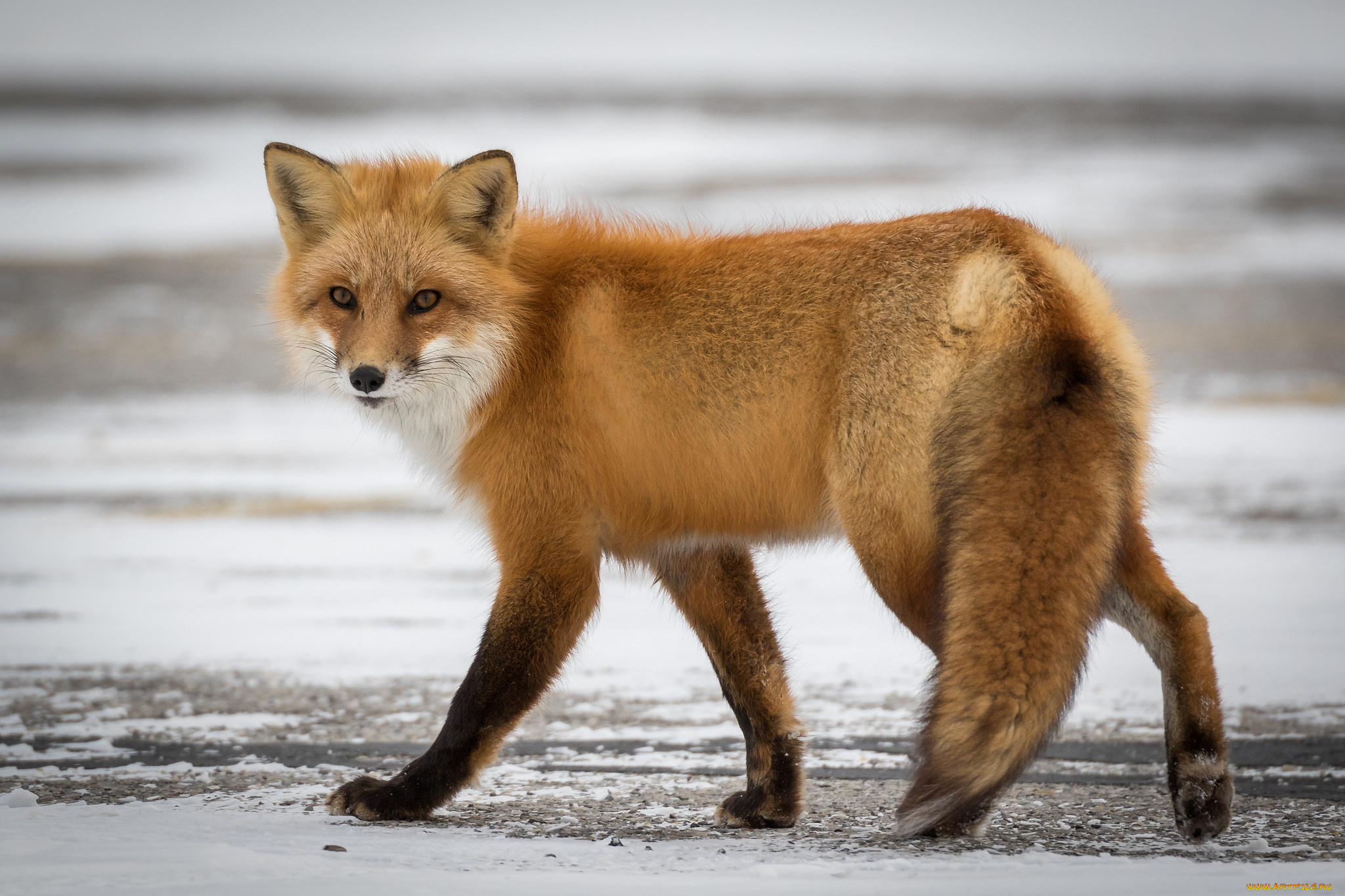 животные, лисы, лисичка