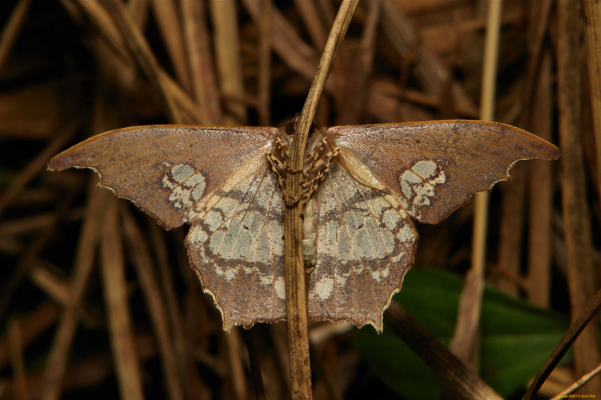 животные, бабочки, , мотыльки, , моли, травинка, макро, бабочка, itchydogimages, мотылёк, крылья