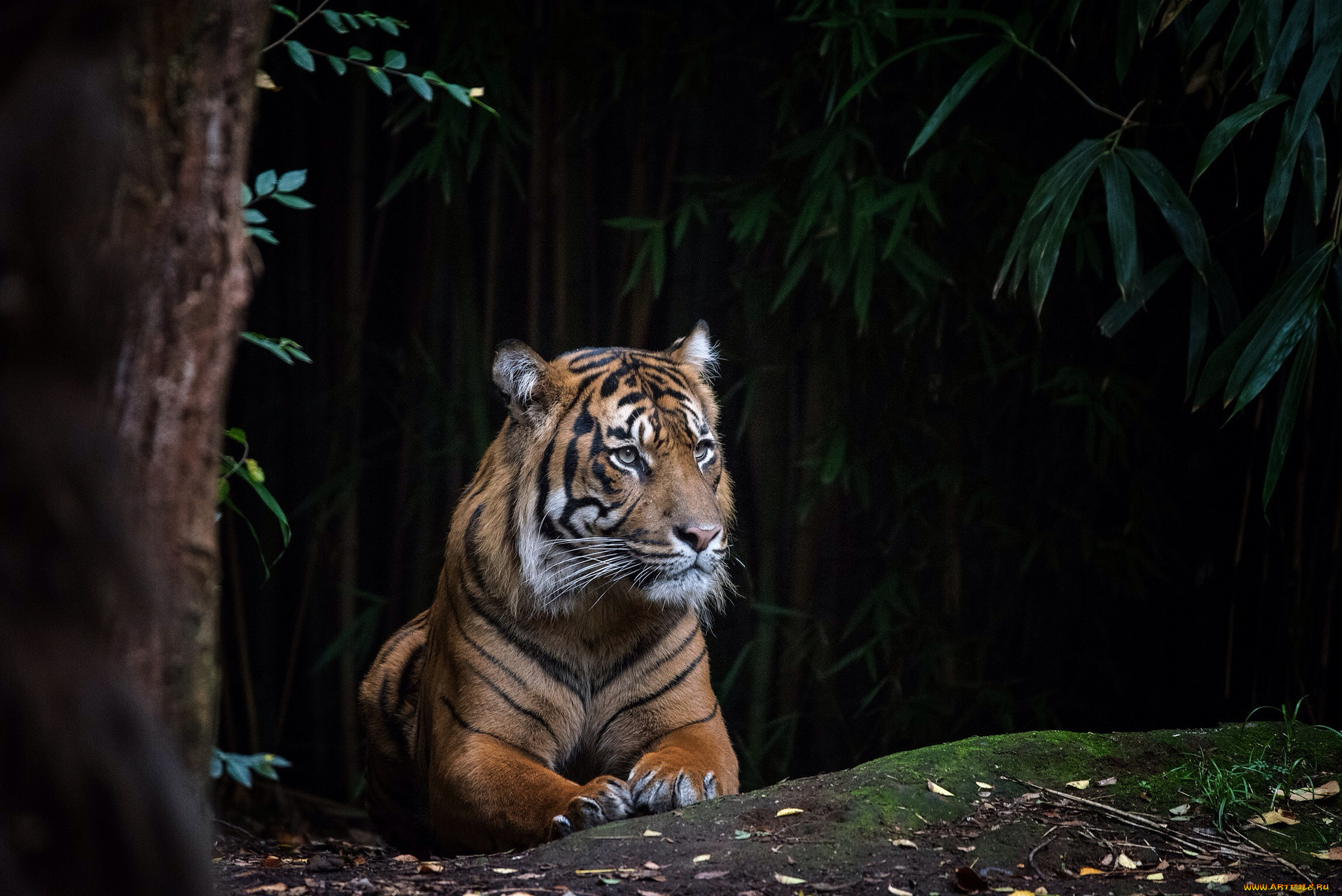животные, тигры, тигр