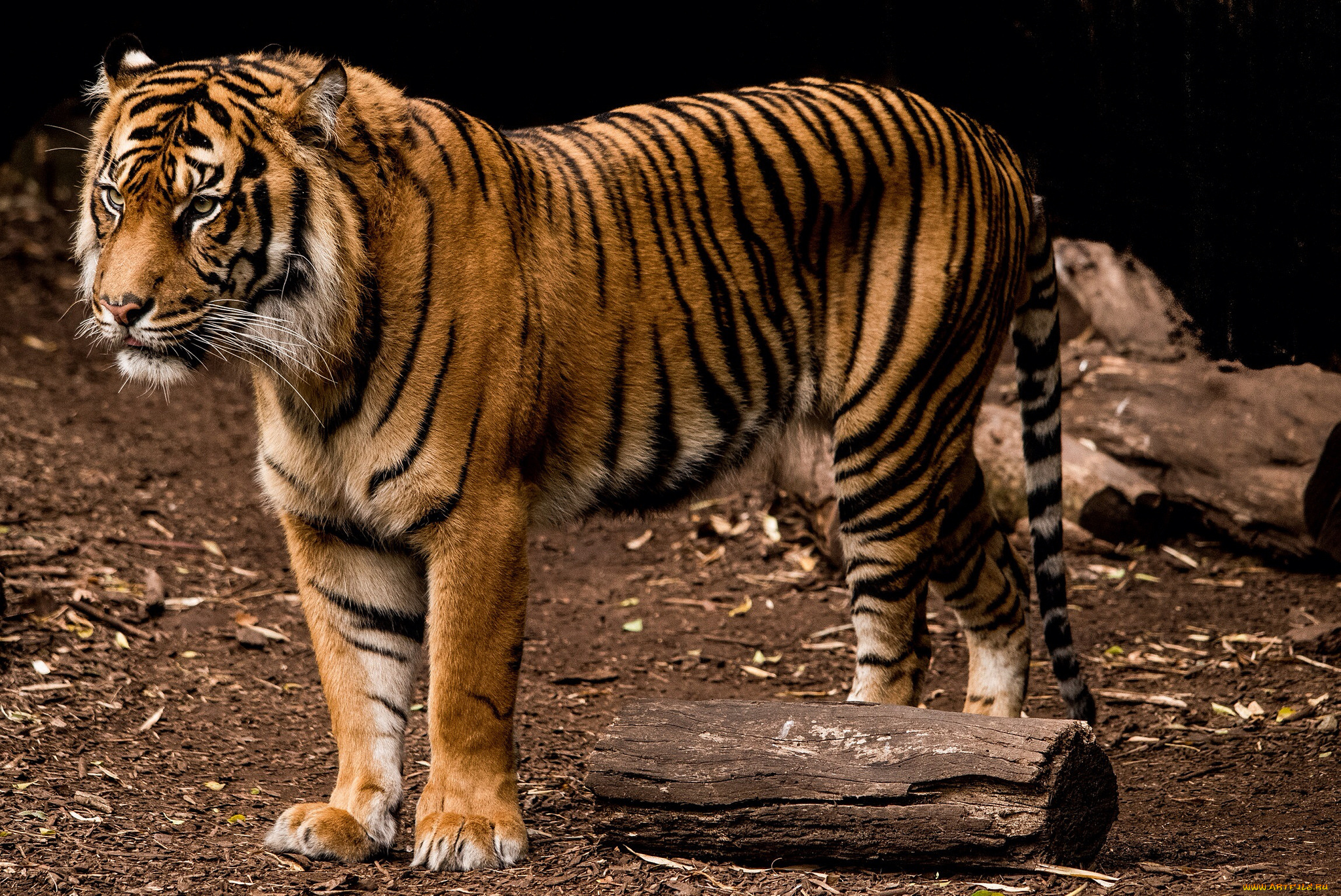 животные, тигры, тигр