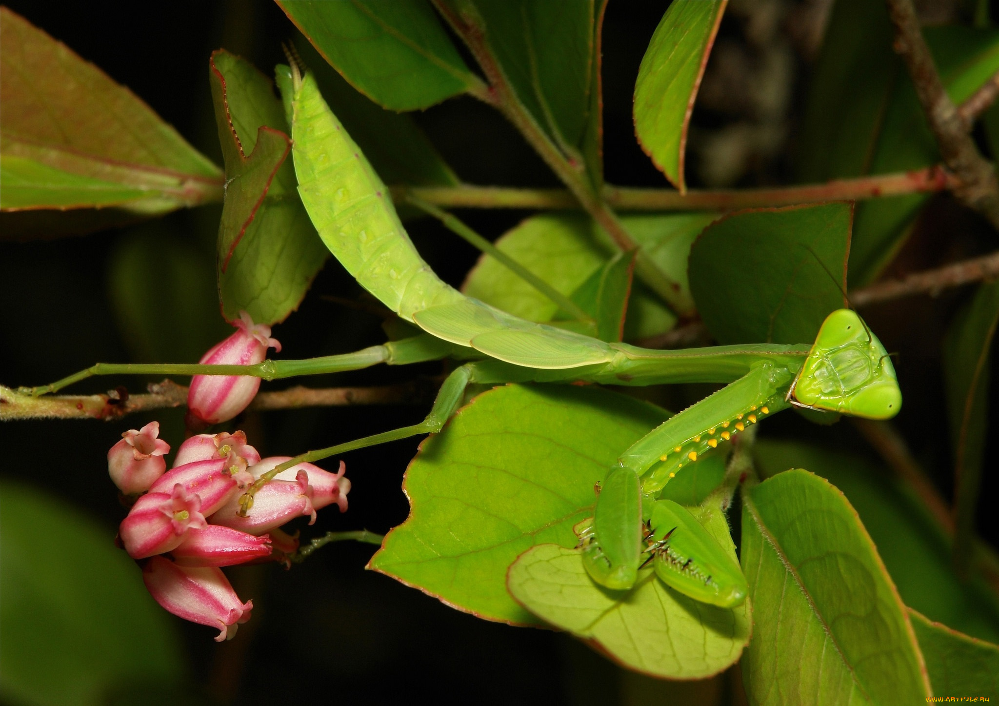 животные, богомолы, itchydogimages, макро, ветки, листья, цветы, богомол