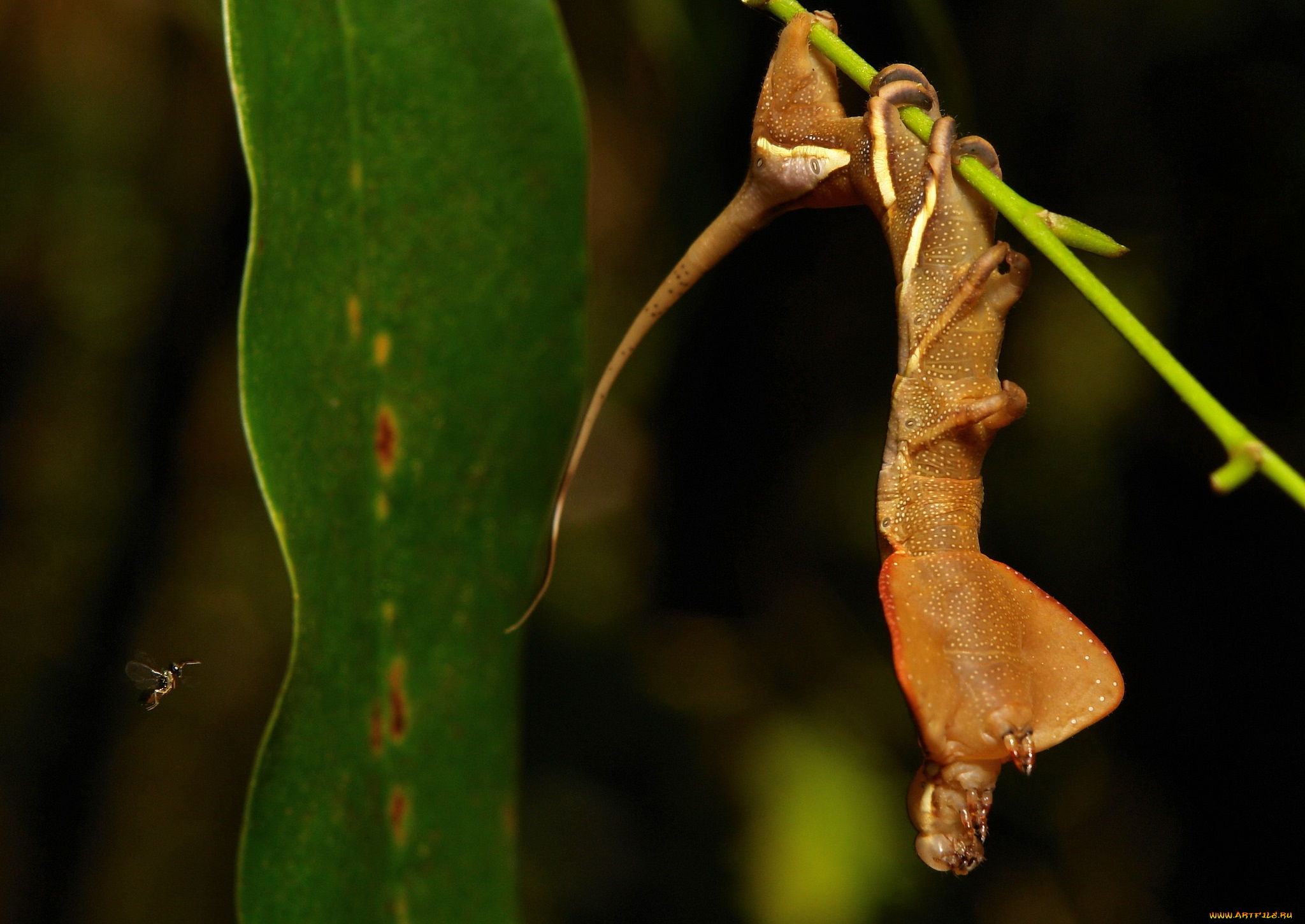 животные, гусеницы, itchydogimages, макро, веточка, листья, гусеница