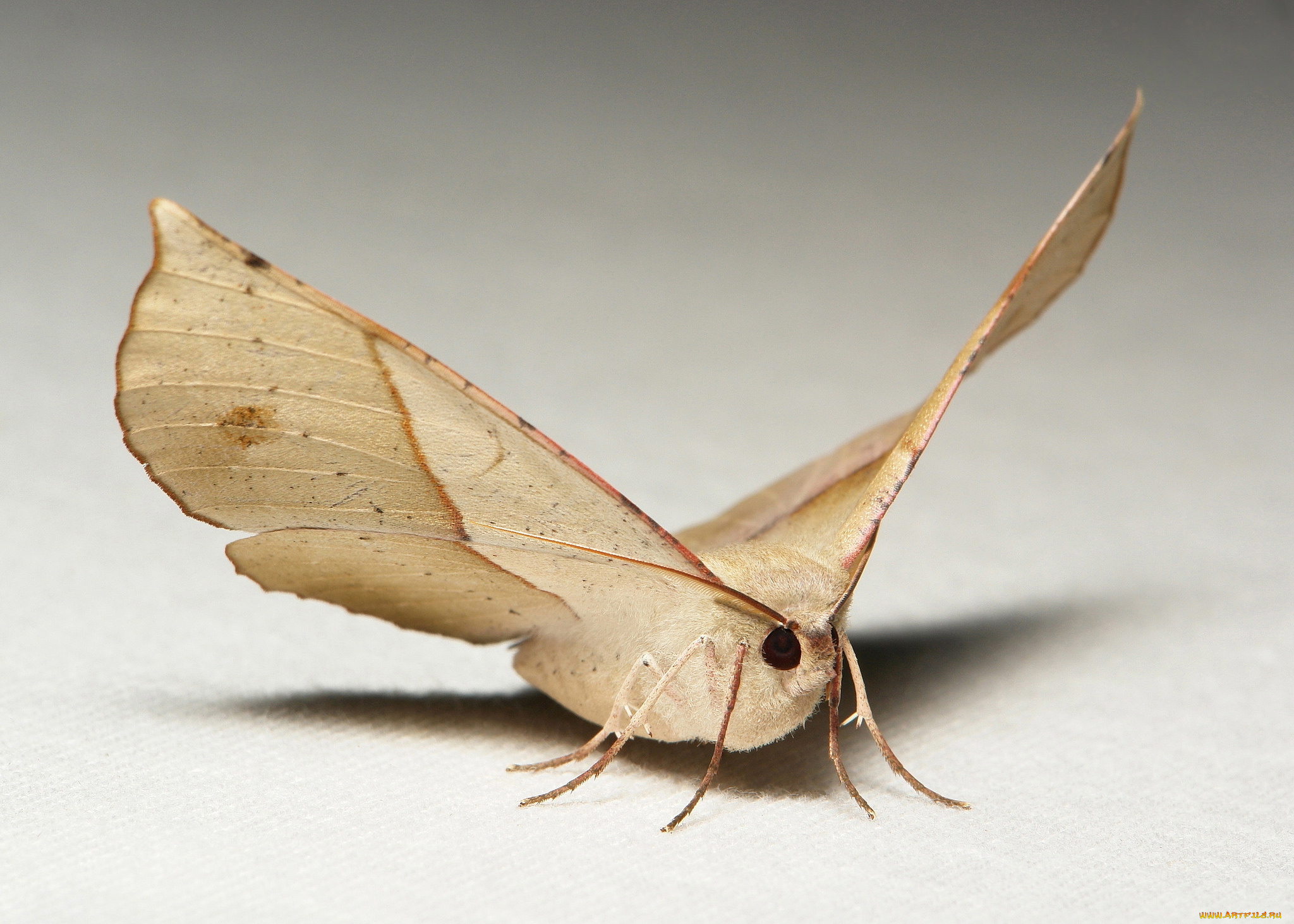 животные, бабочки, , мотыльки, , моли, itchydogimages, макро, моль, крылья, усики, узор