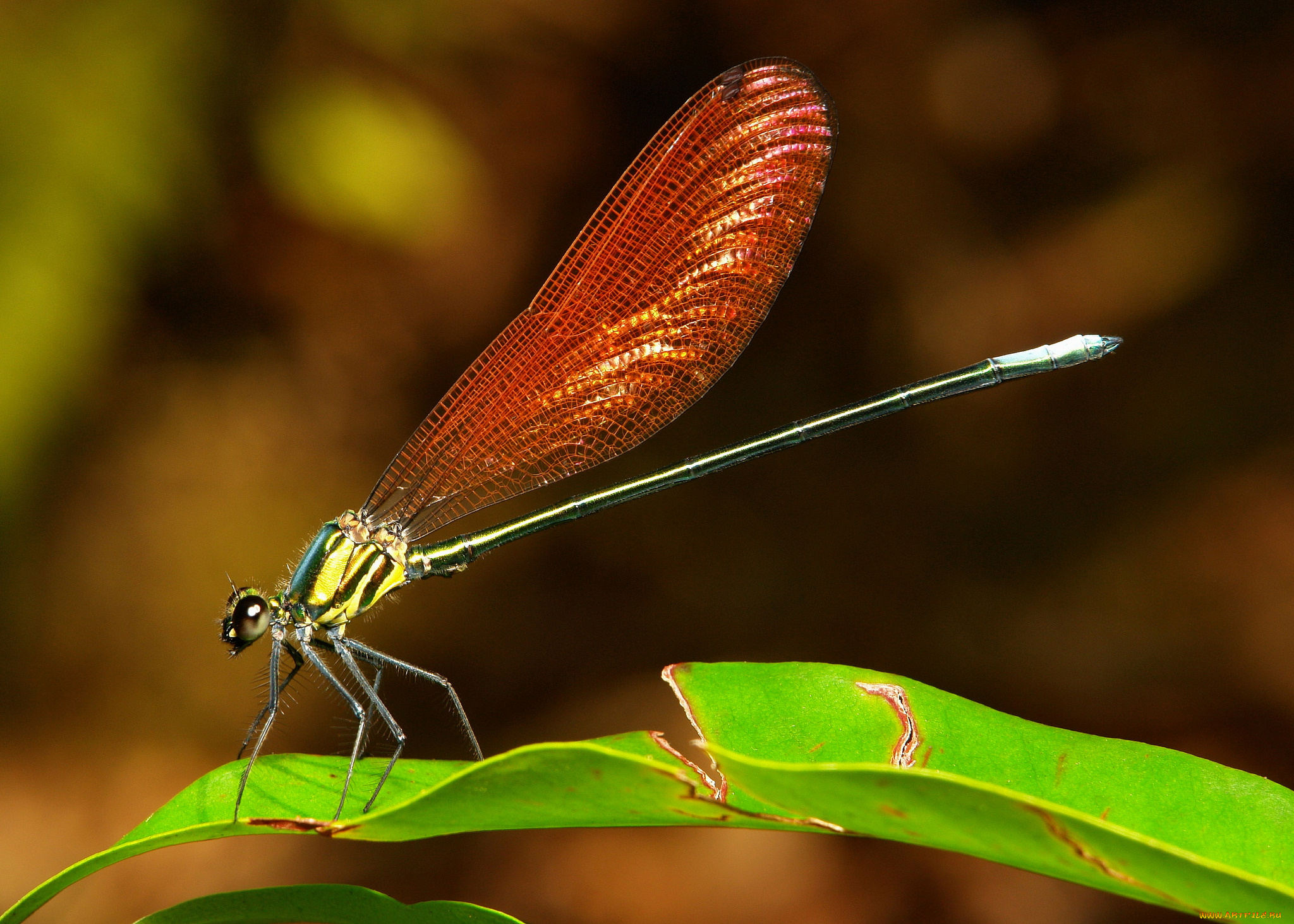 животные, стрекозы, itchydogimages, макро, стрекоза
