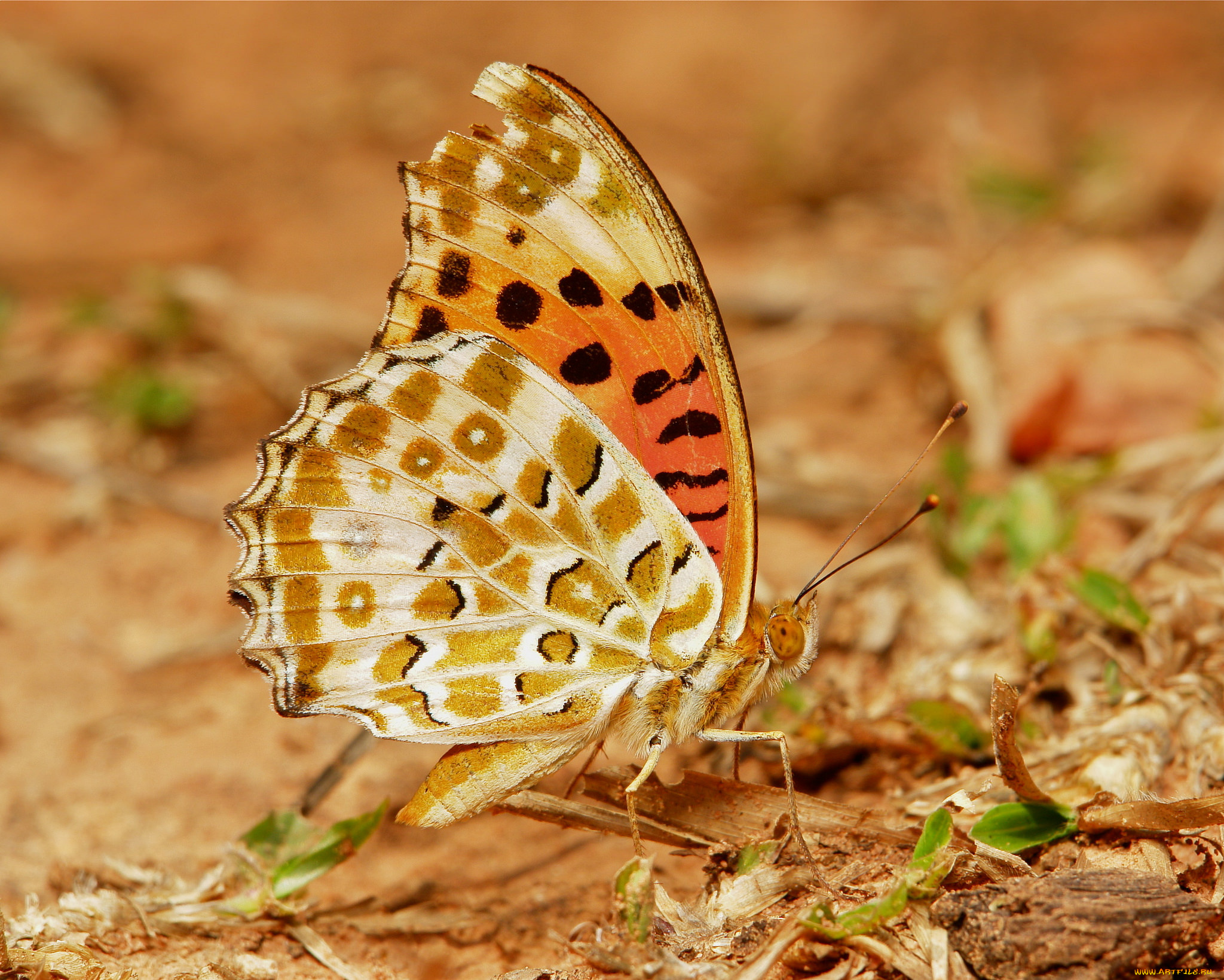животные, бабочки, , мотыльки, , моли, itchydogimages, макро, насекомое, бабочка, коричневая, крылья, усики