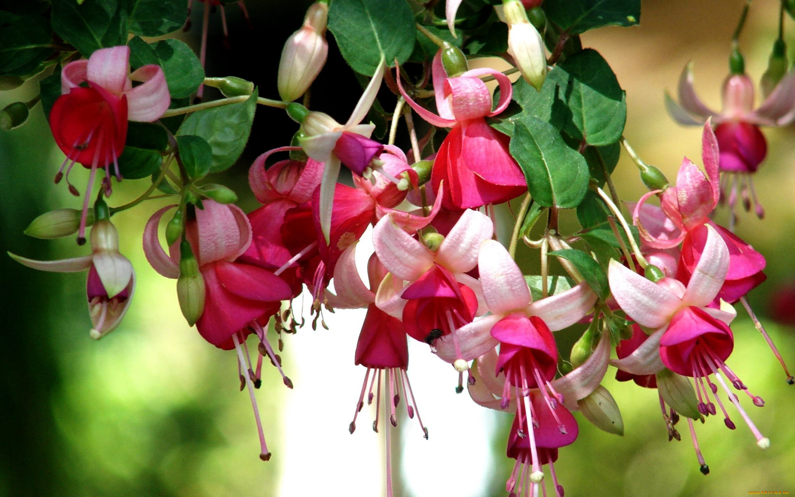цветы, фуксия, много