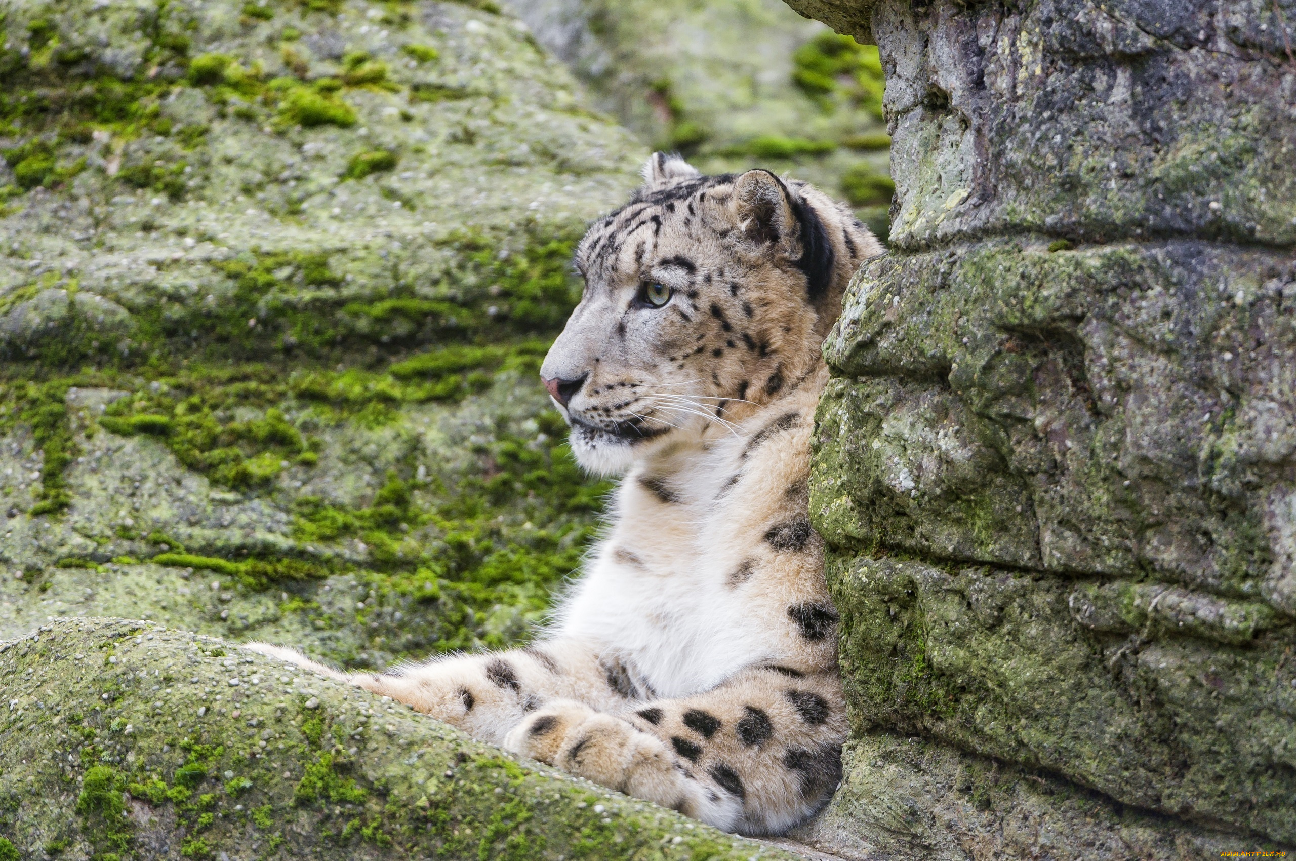 животные, снежный, барс, , ирбис, мох, отдых, скалы, камни, хищник, барс, лежит, профиль, морда