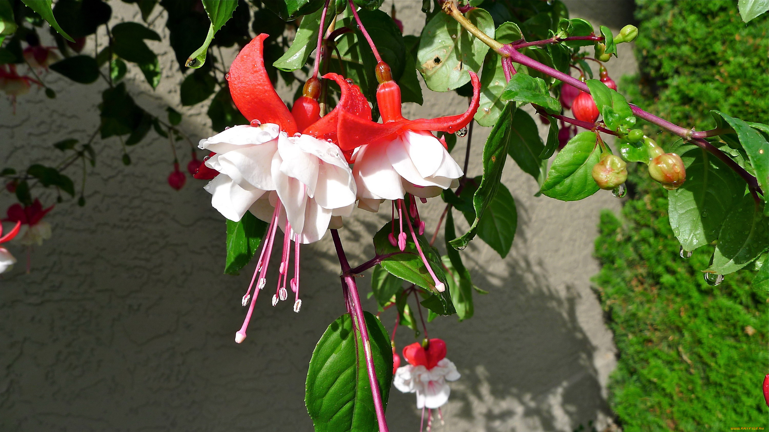 цветы, фуксия, бутоны