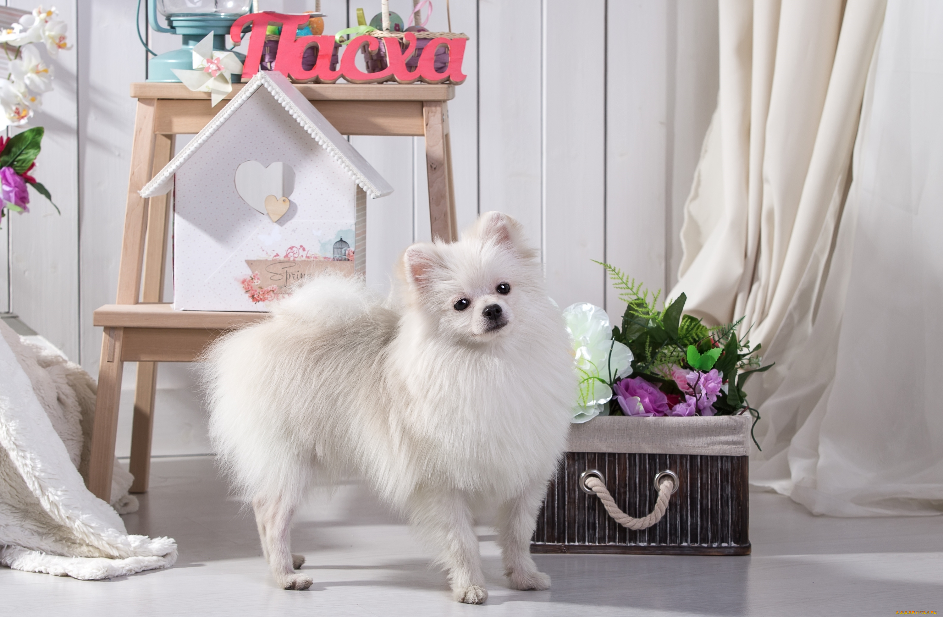 животные, собаки, шпиц, белый, милый, цветы