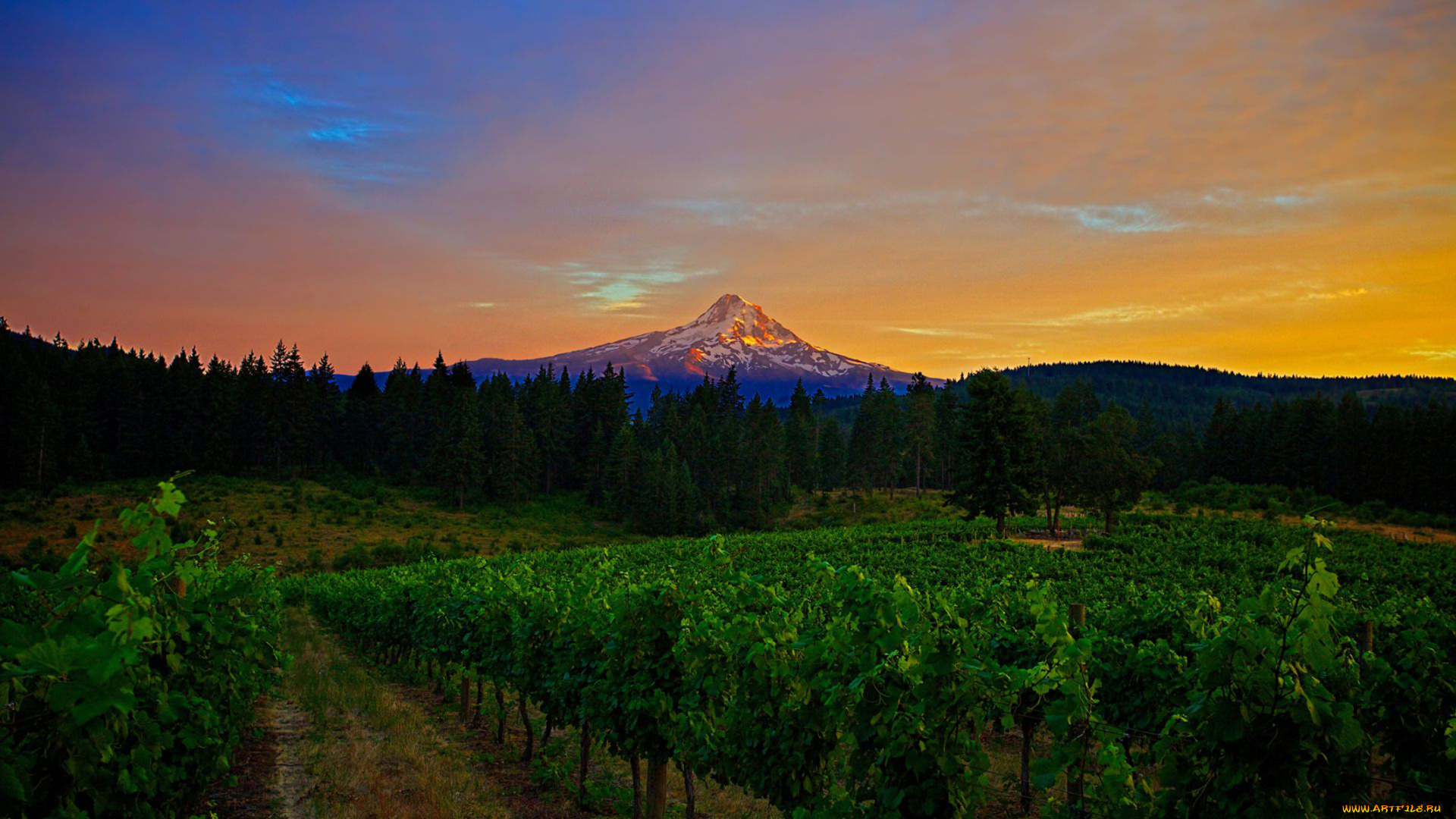 природа, пейзажи, гора, пейзаж, вечер, виноградники