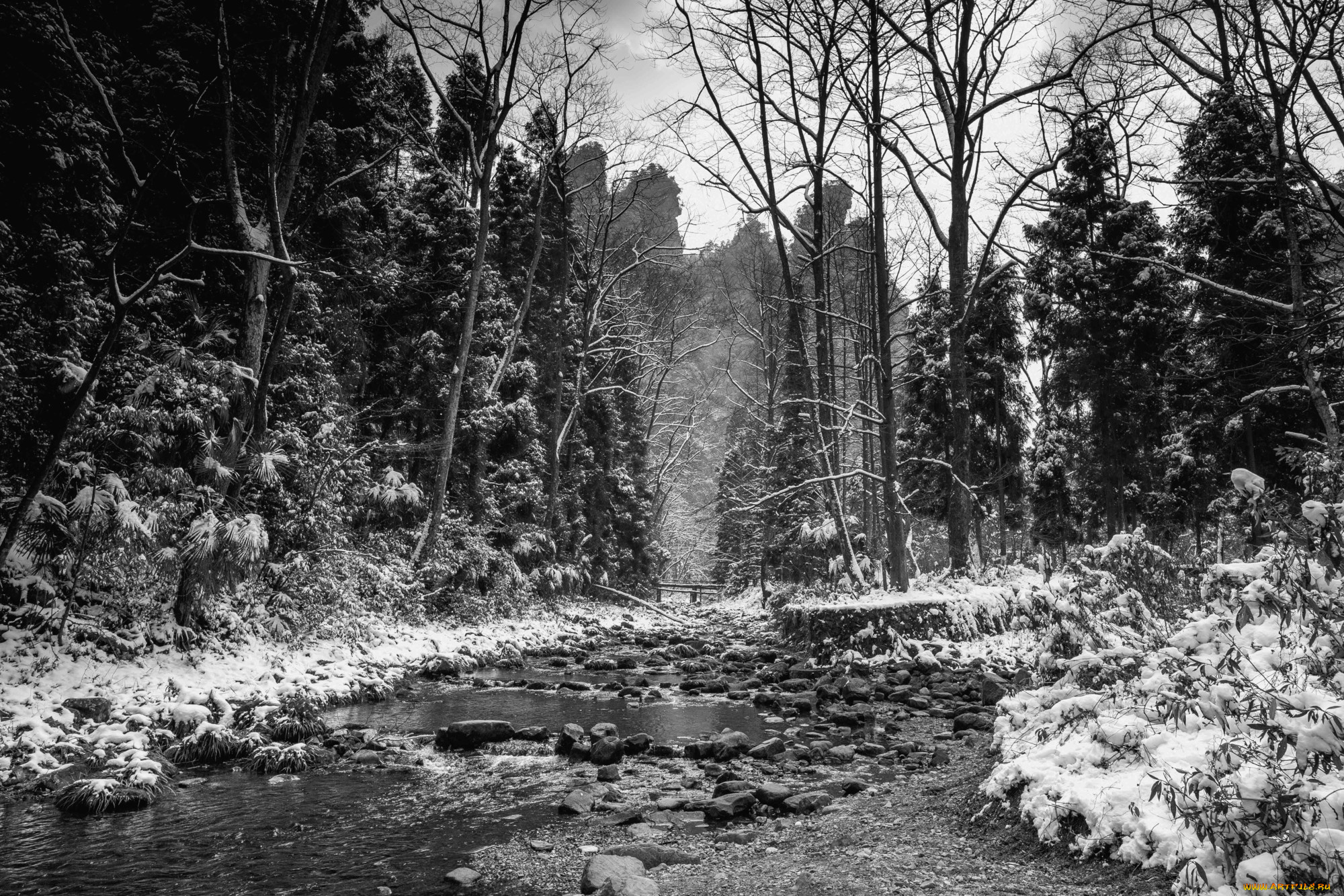 природа, реки, озера, река, лес