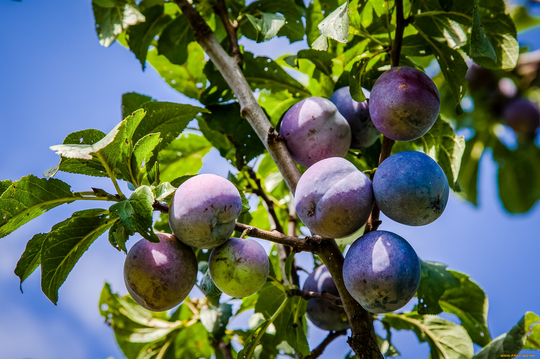 природа, плоды, сливы