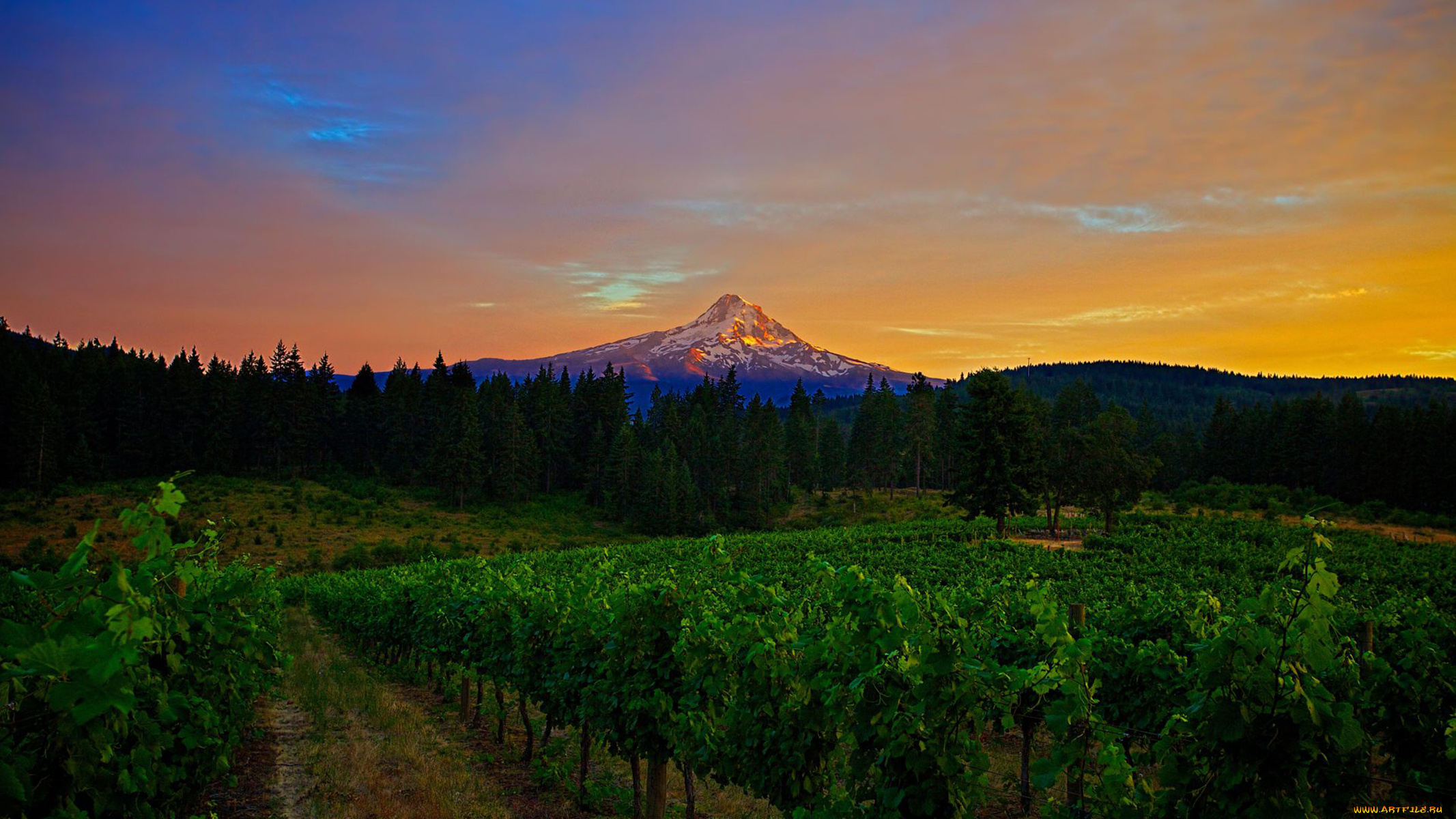 природа, пейзажи, гора, пейзаж, вечер, виноградники