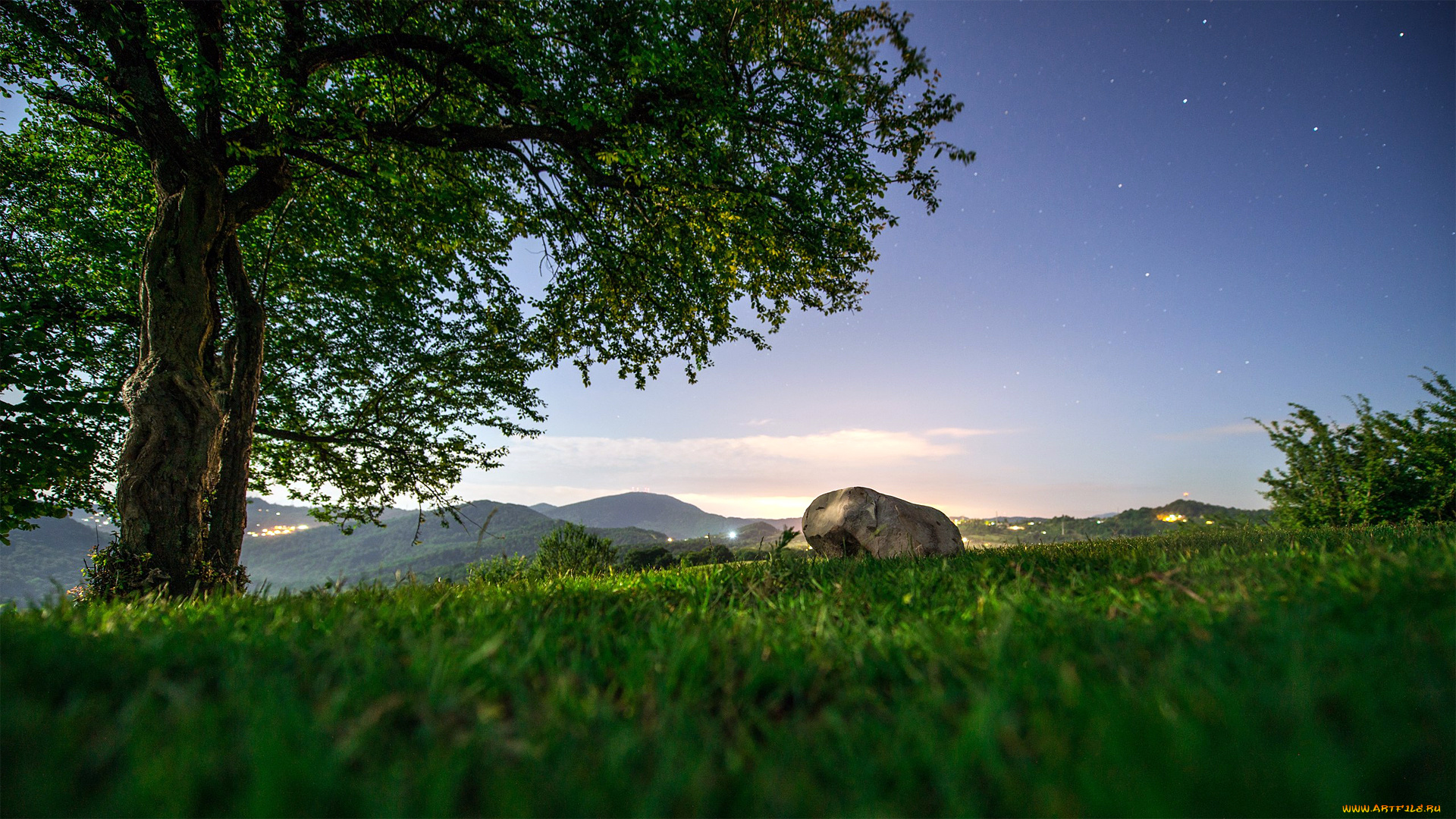 природа, деревья, красота, родной