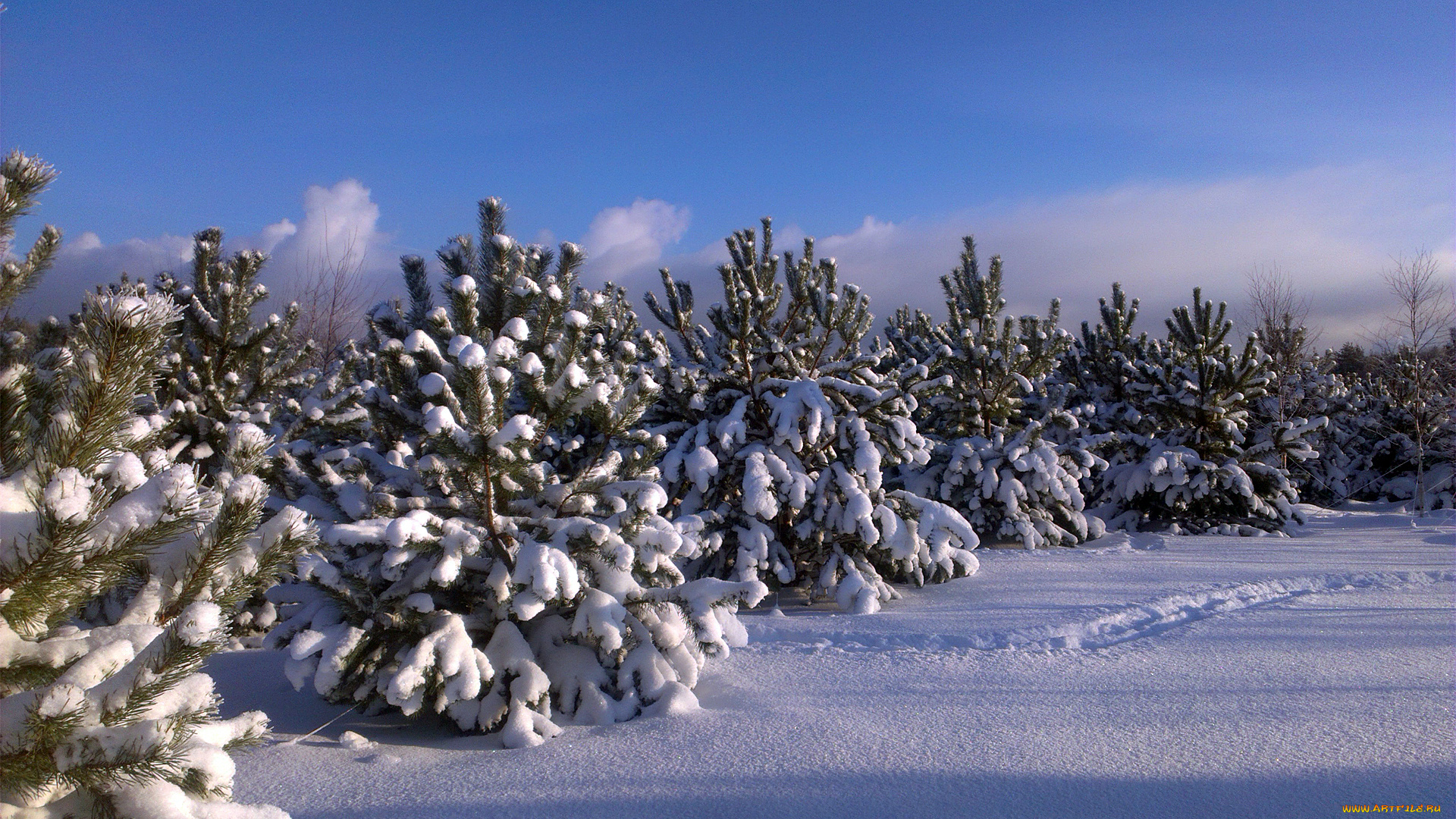 природа, зима, красота, родной
