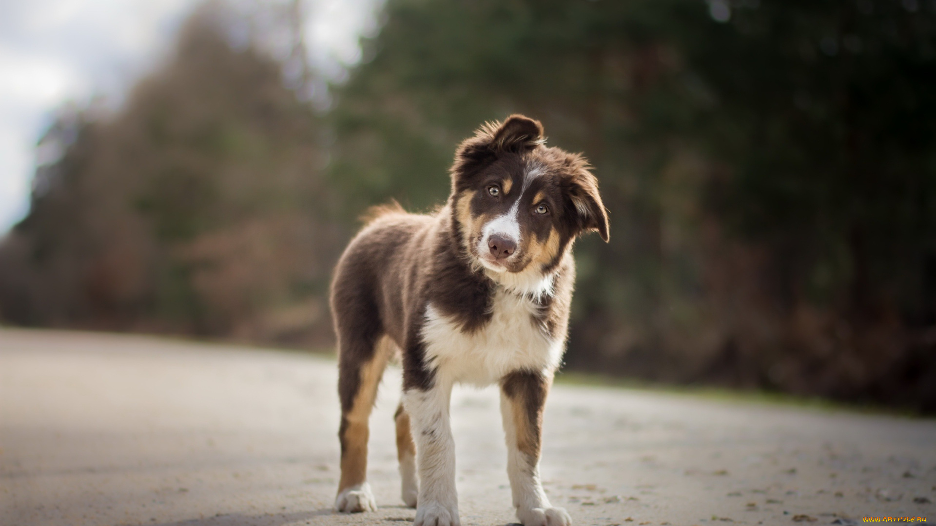 австралийская, овчарка, животные, собаки, aussie, australian, shepherd, dog, pets, brown, собака, домашнее, животное, breeds, of, dogs, австралийская, овчарка