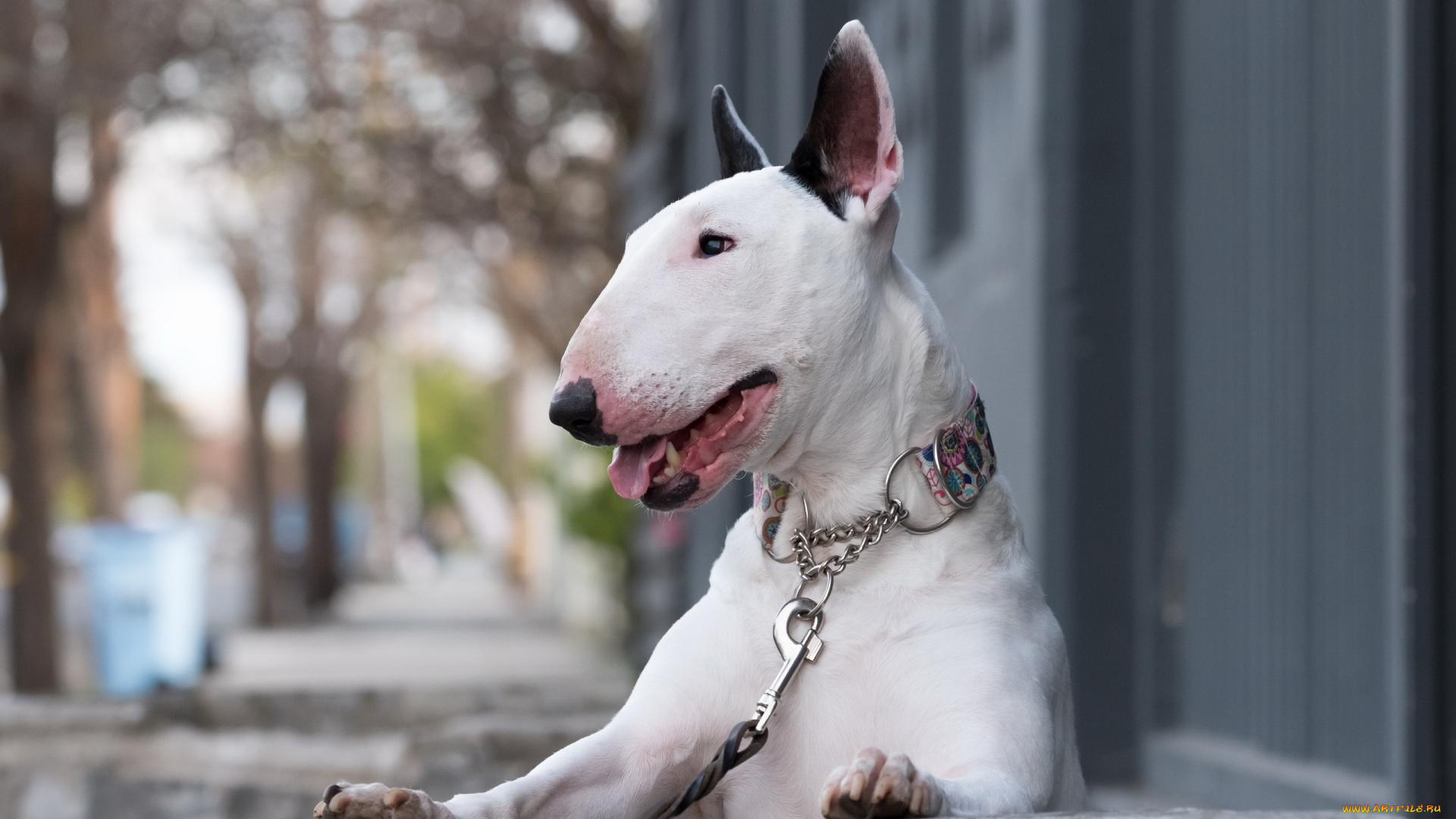 бультерьер, животные, собаки, англия, собака, терьер, terriers, pets, bull, terrier