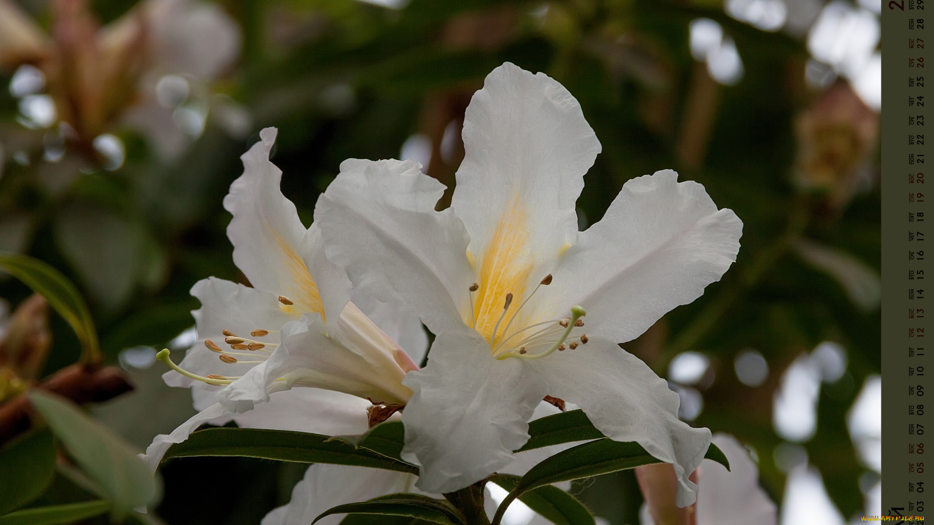 календари, цветы, бутон