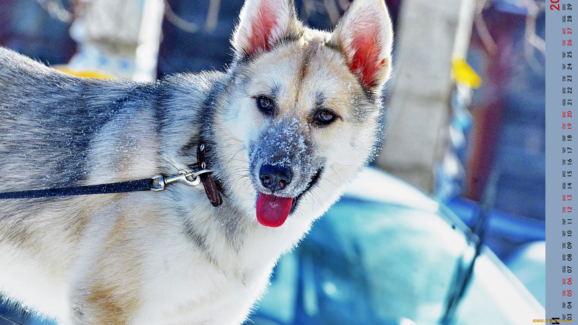 календари, животные, снег, собака, взгляд