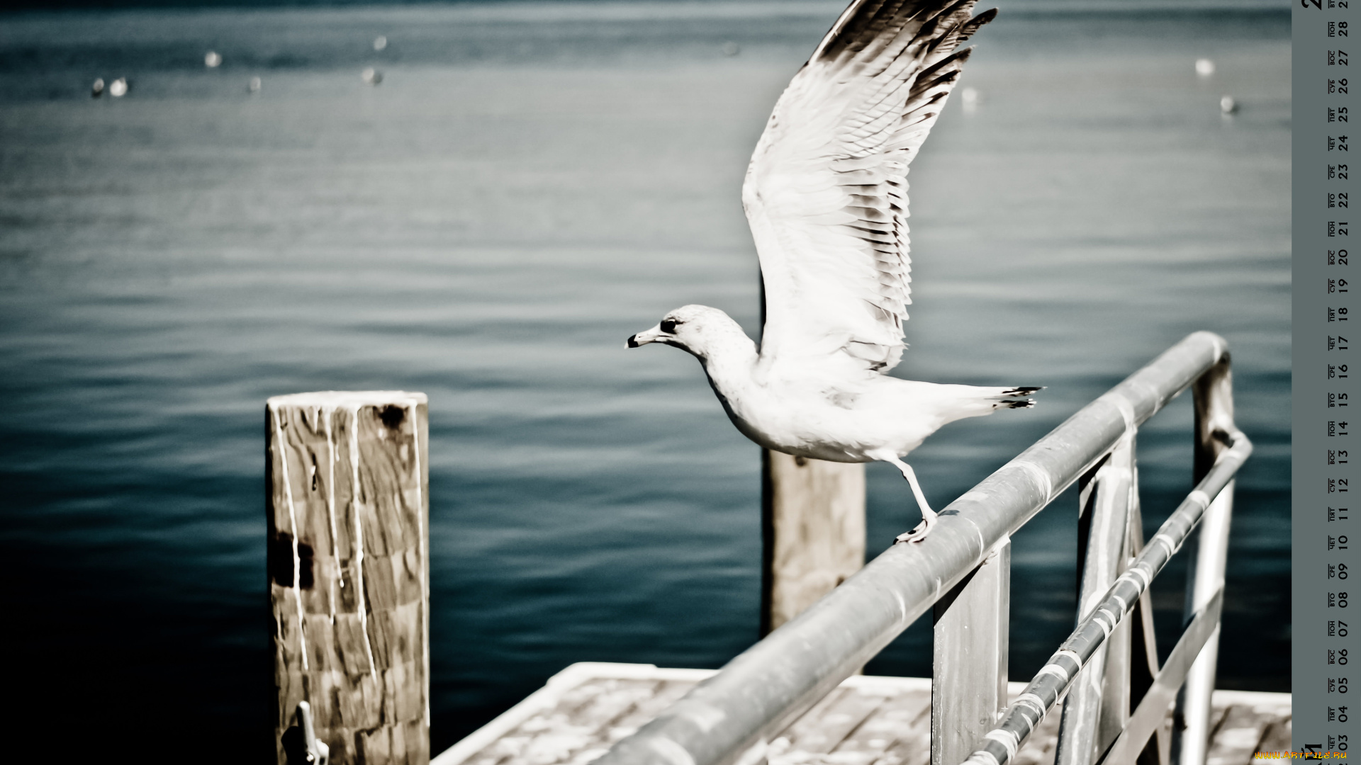 календари, животные, водоем, птица