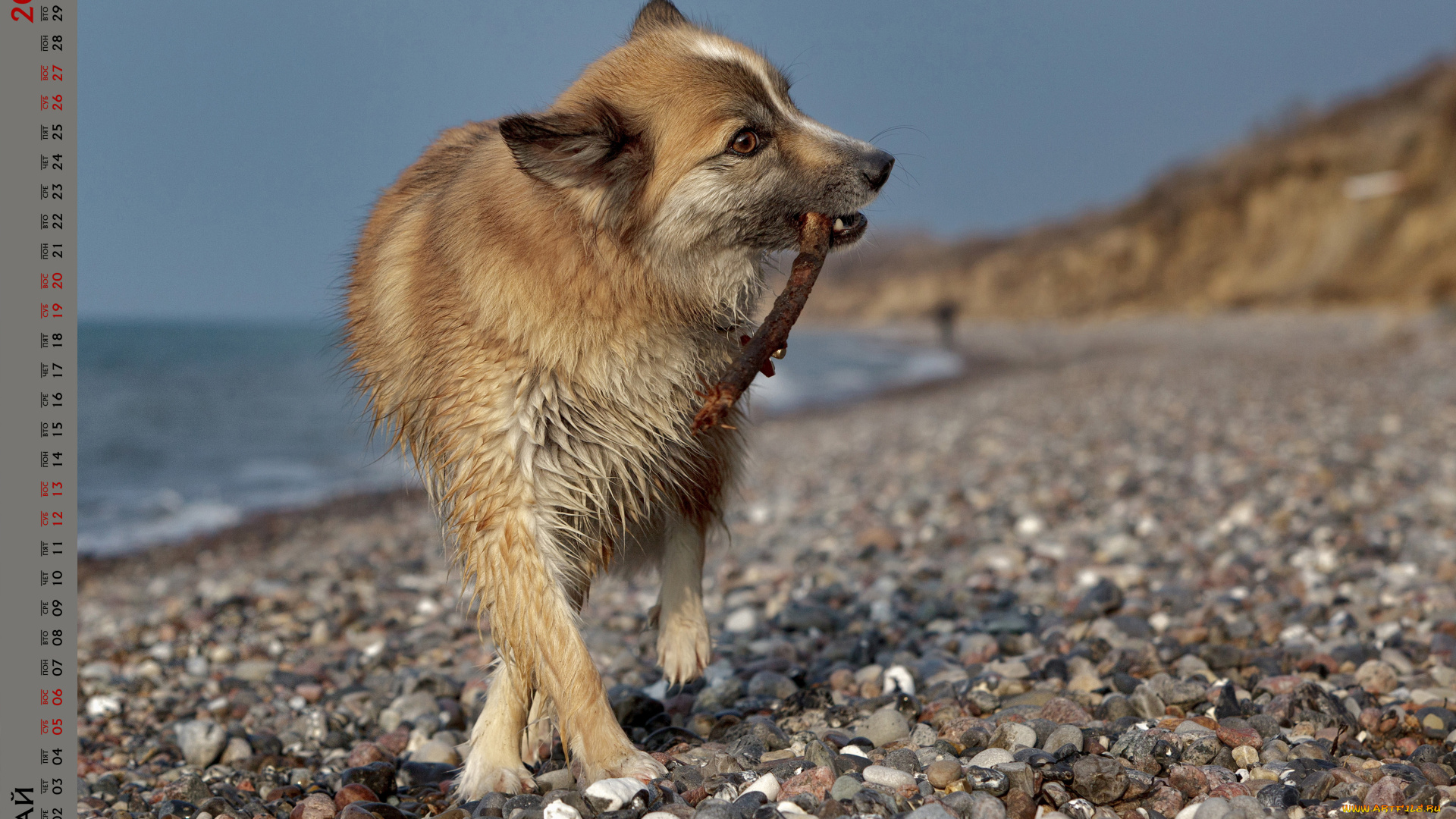 календари, животные, водоем, собака