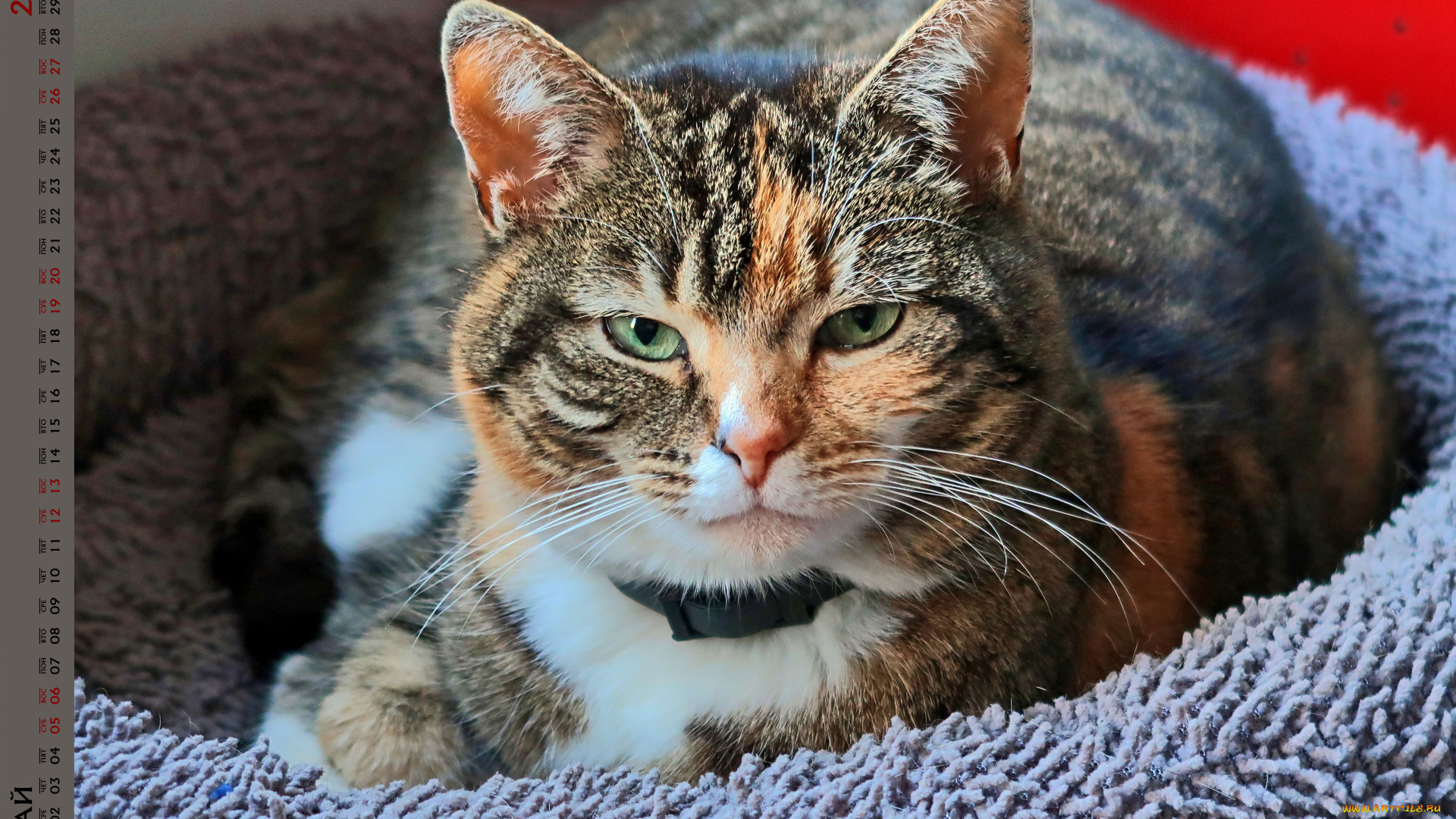 календари, животные, взгляд, кошка