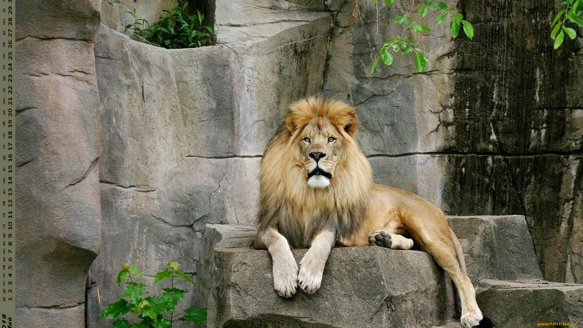 календари, животные, взгляд, лев