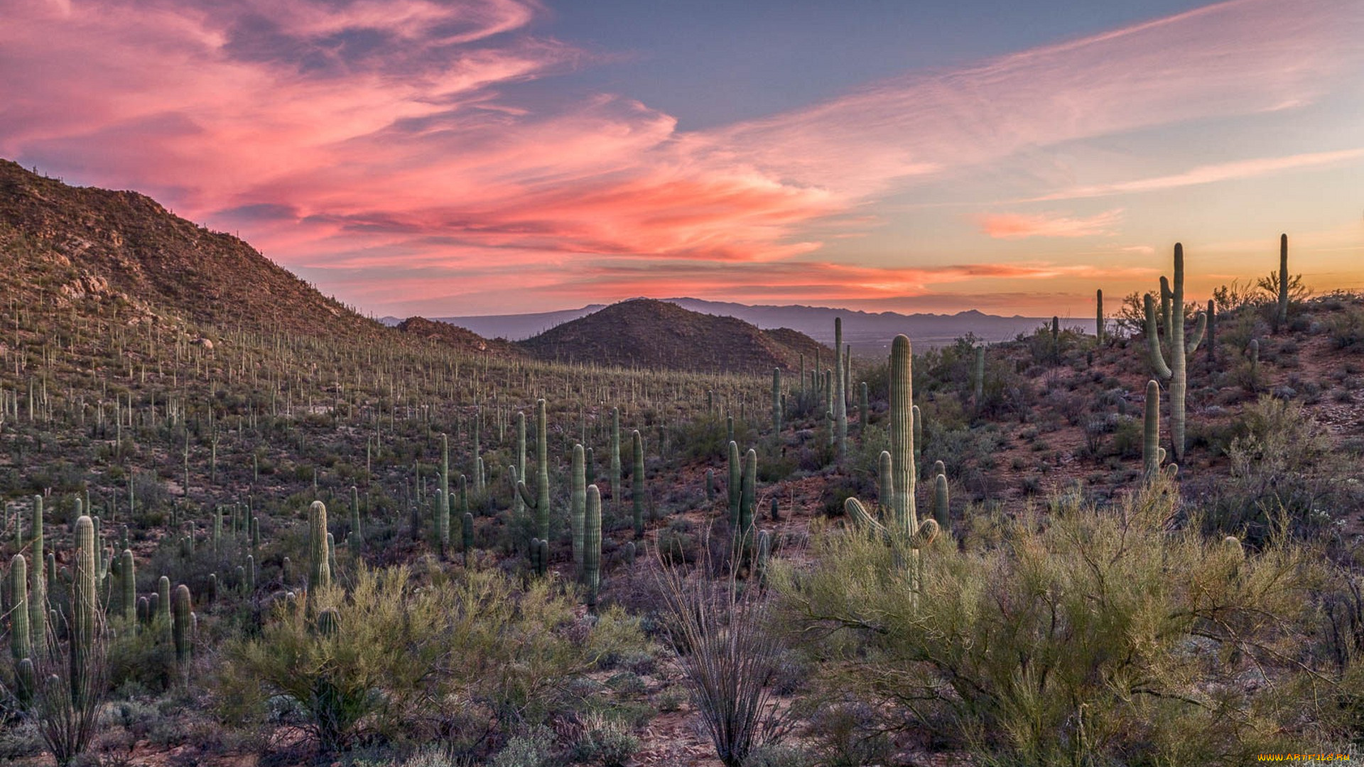 природа, пустыни, простор