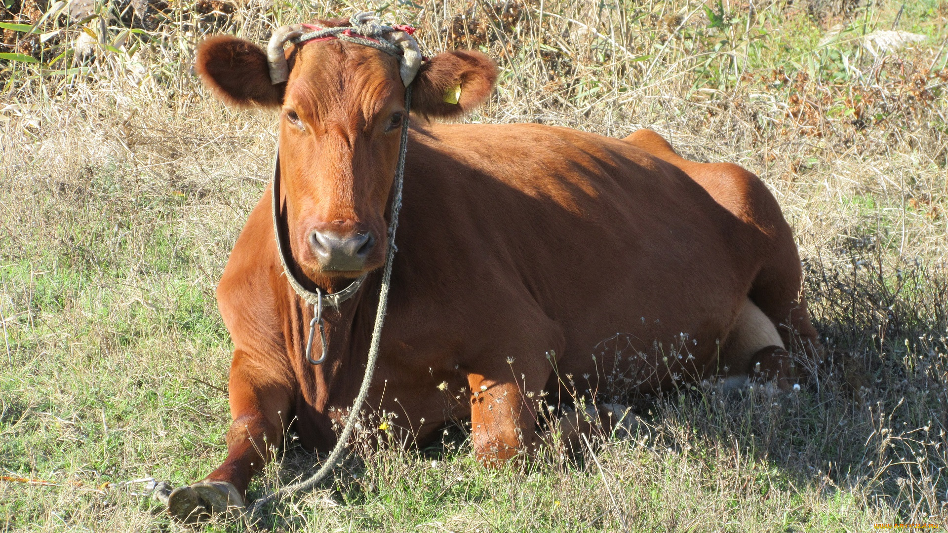 животные, коровы, , буйволы, корова