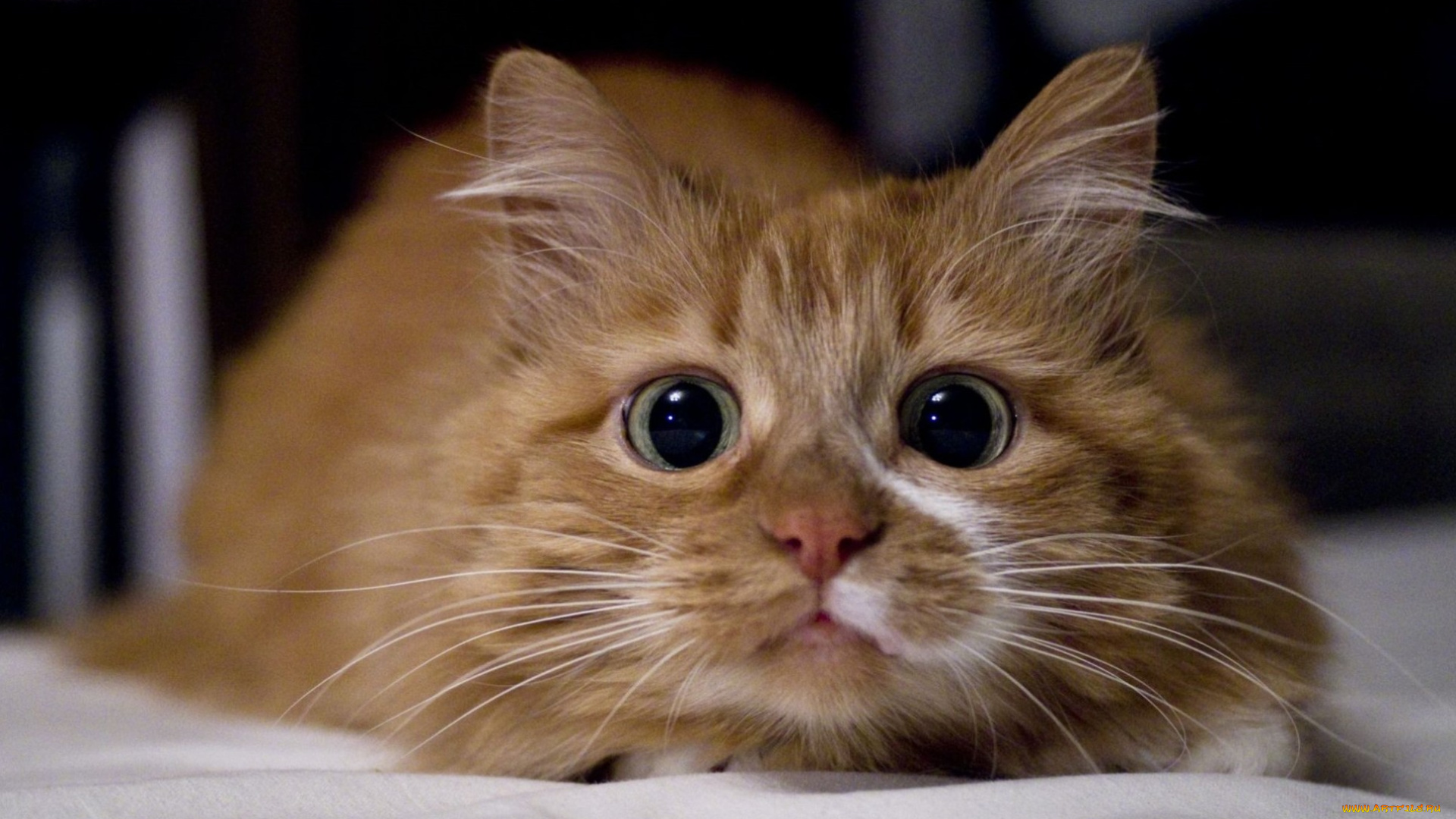 животные, коты, рыжий, глаза, кот, кошка