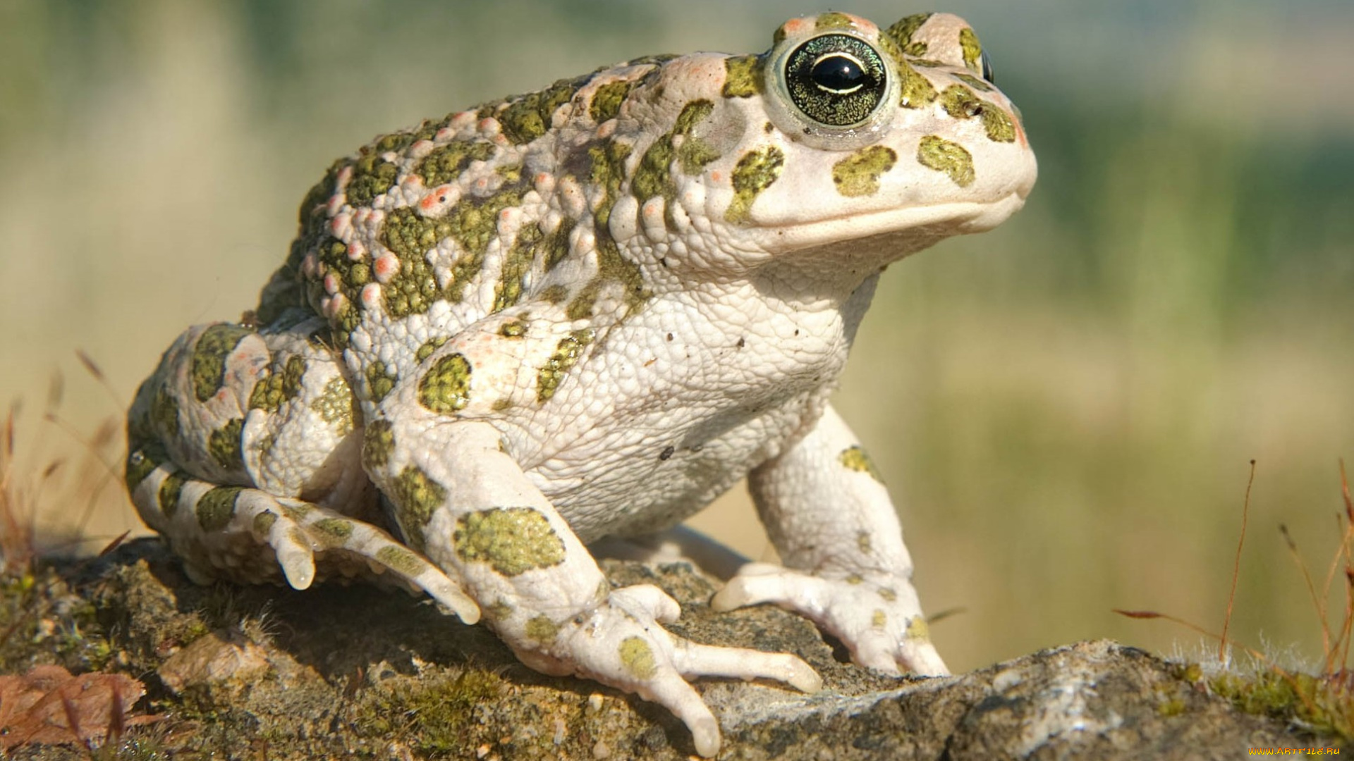 животные, лягушки, камень, жаба
