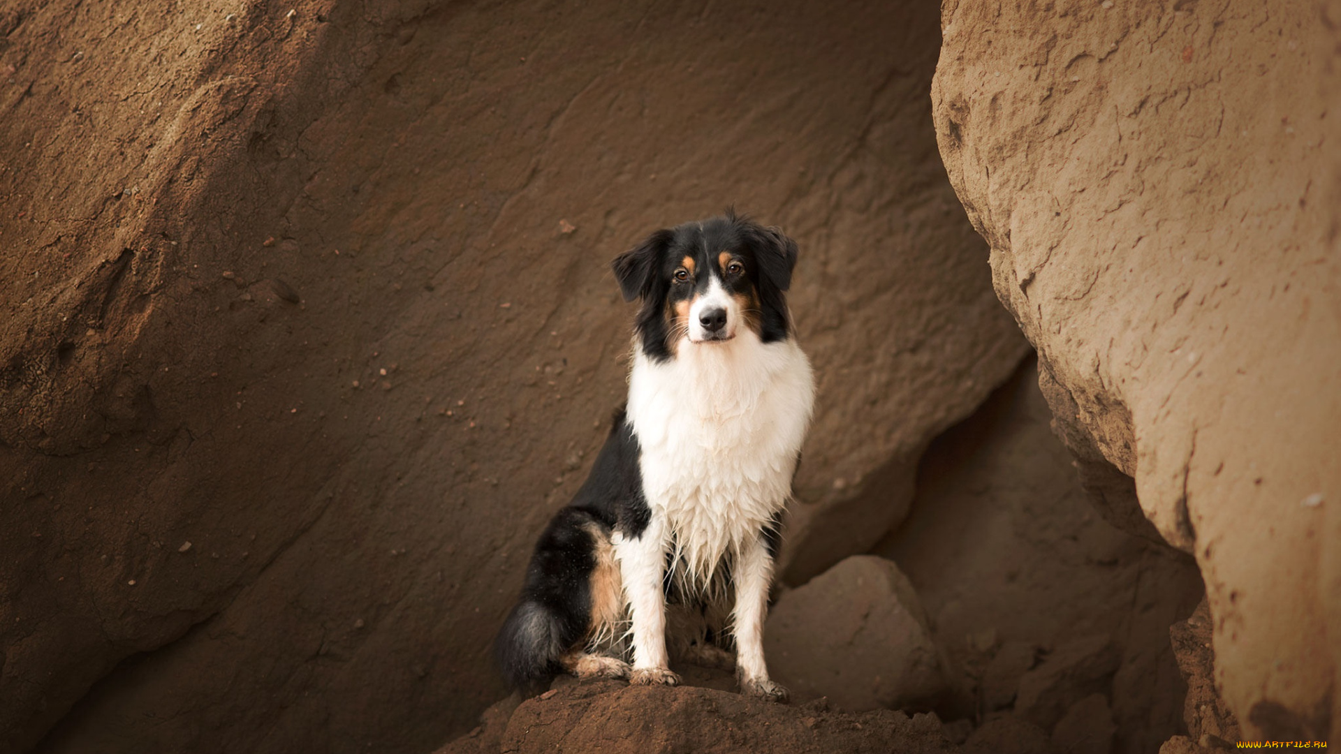 животные, собаки, взгляд, собака, фон