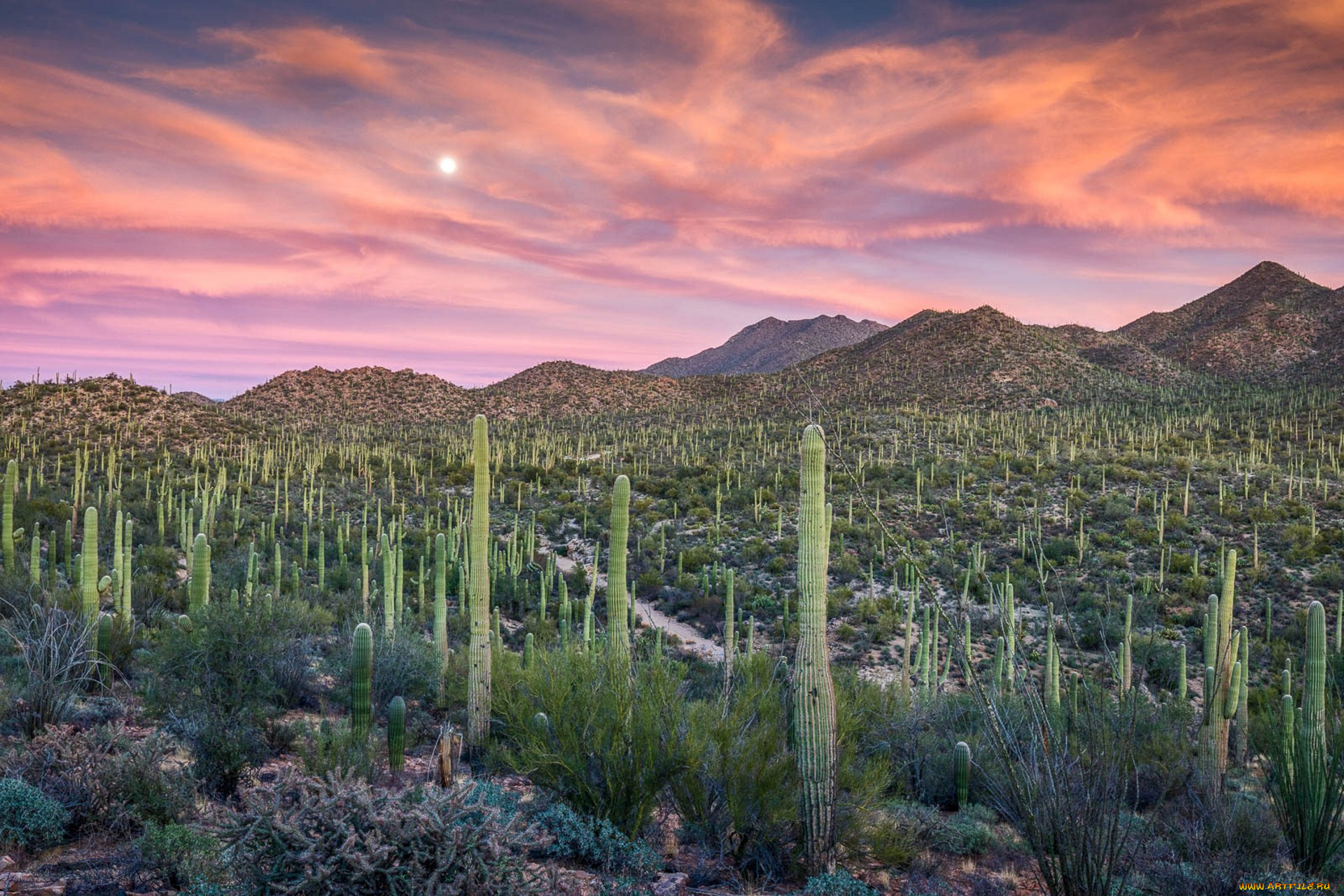 природа, пустыни, простор