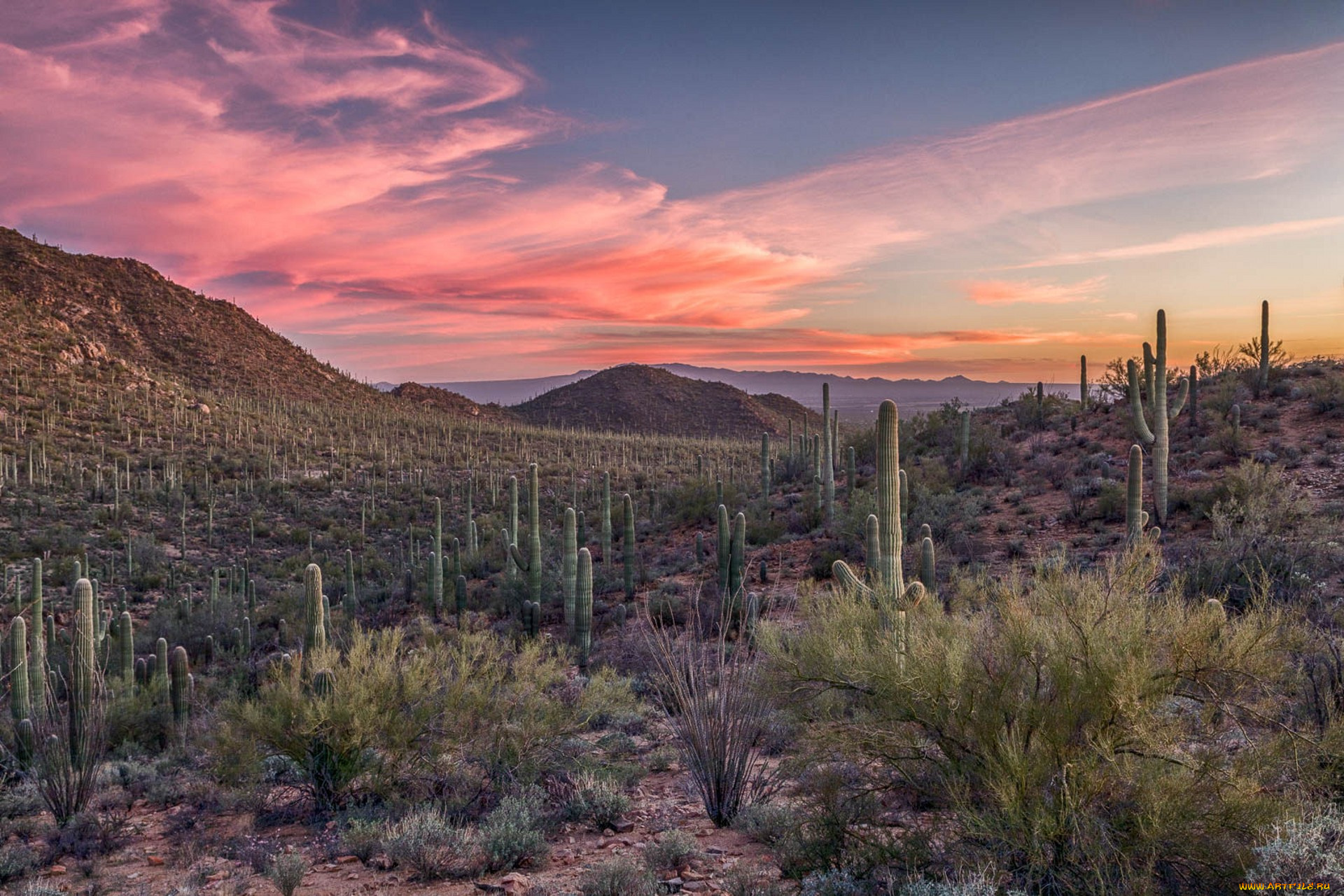 природа, пустыни, простор