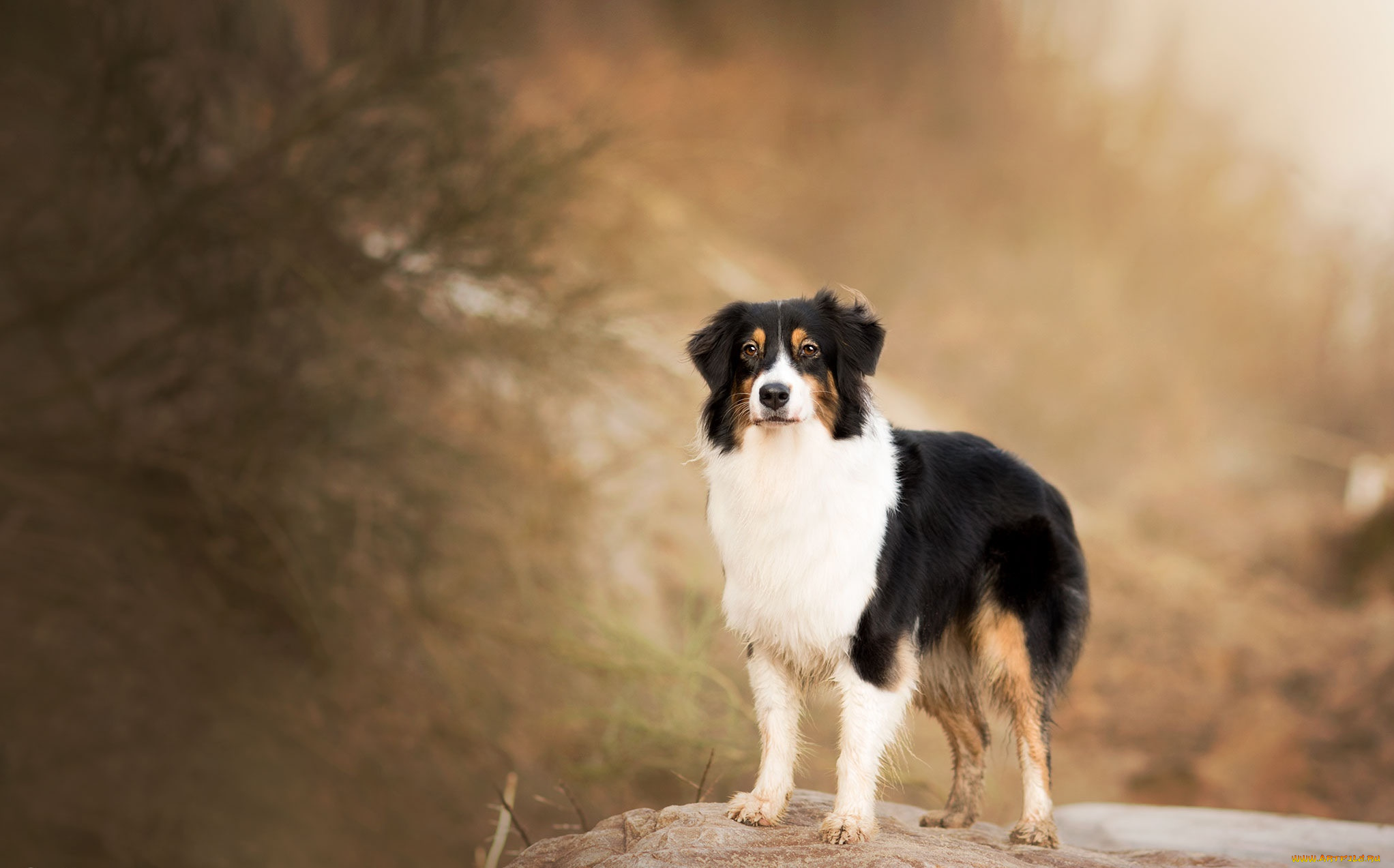 животные, собаки, собака, взгляд, фон