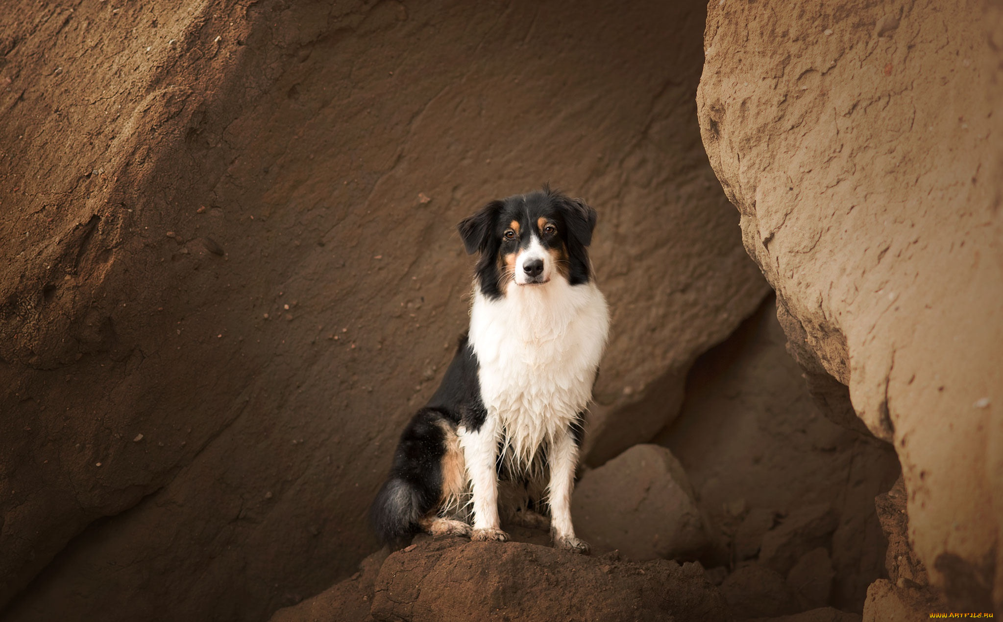 животные, собаки, взгляд, собака, фон