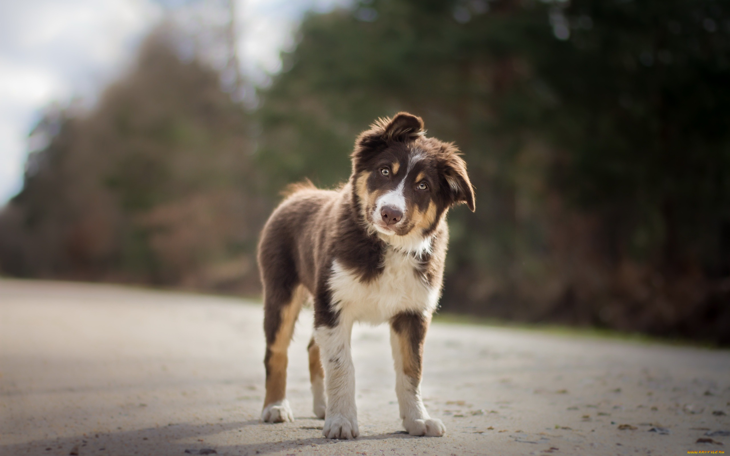 австралийская, овчарка, животные, собаки, aussie, australian, shepherd, dog, pets, brown, собака, домашнее, животное, breeds, of, dogs, австралийская, овчарка