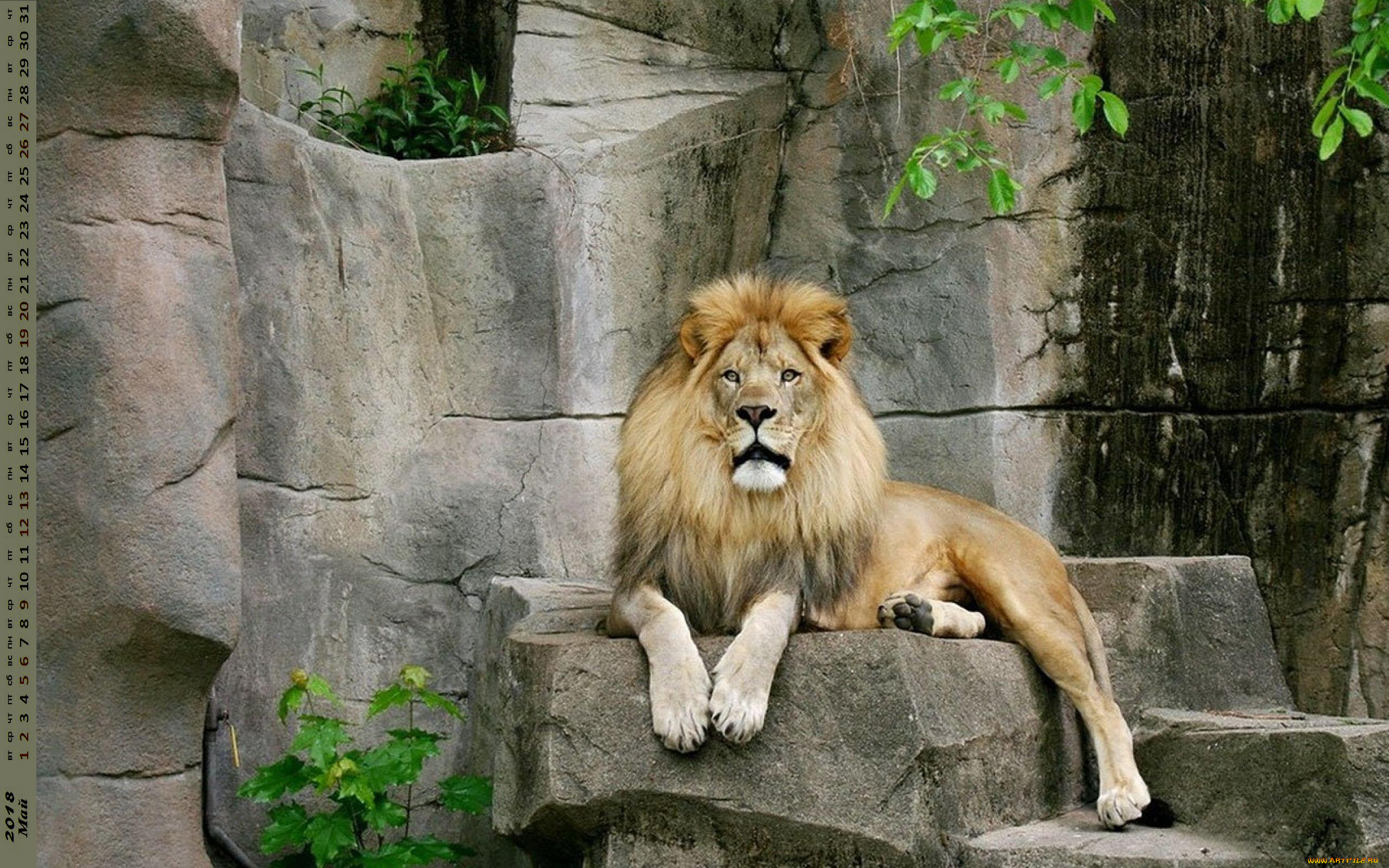 календари, животные, взгляд, лев
