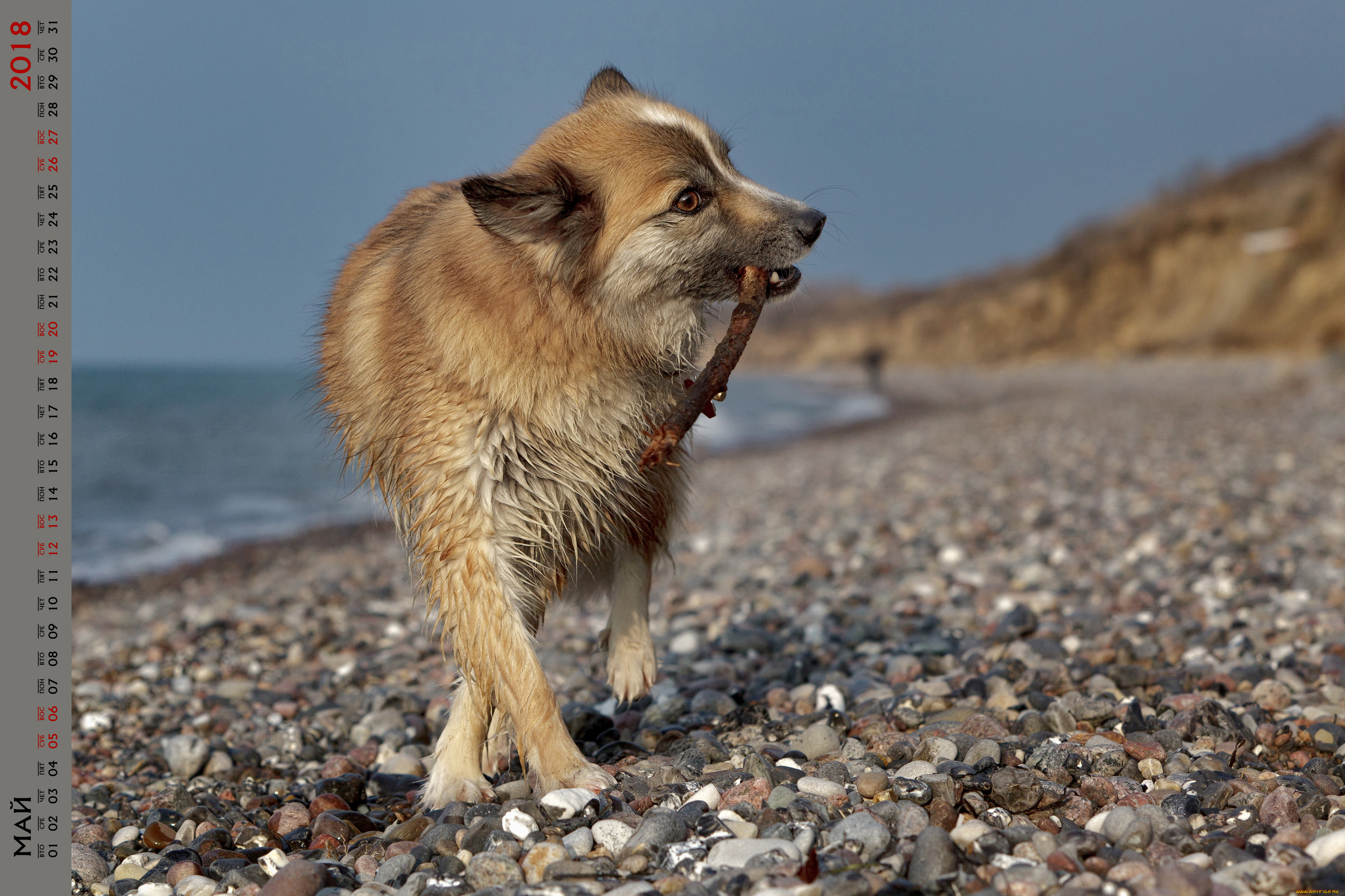 календари, животные, водоем, собака