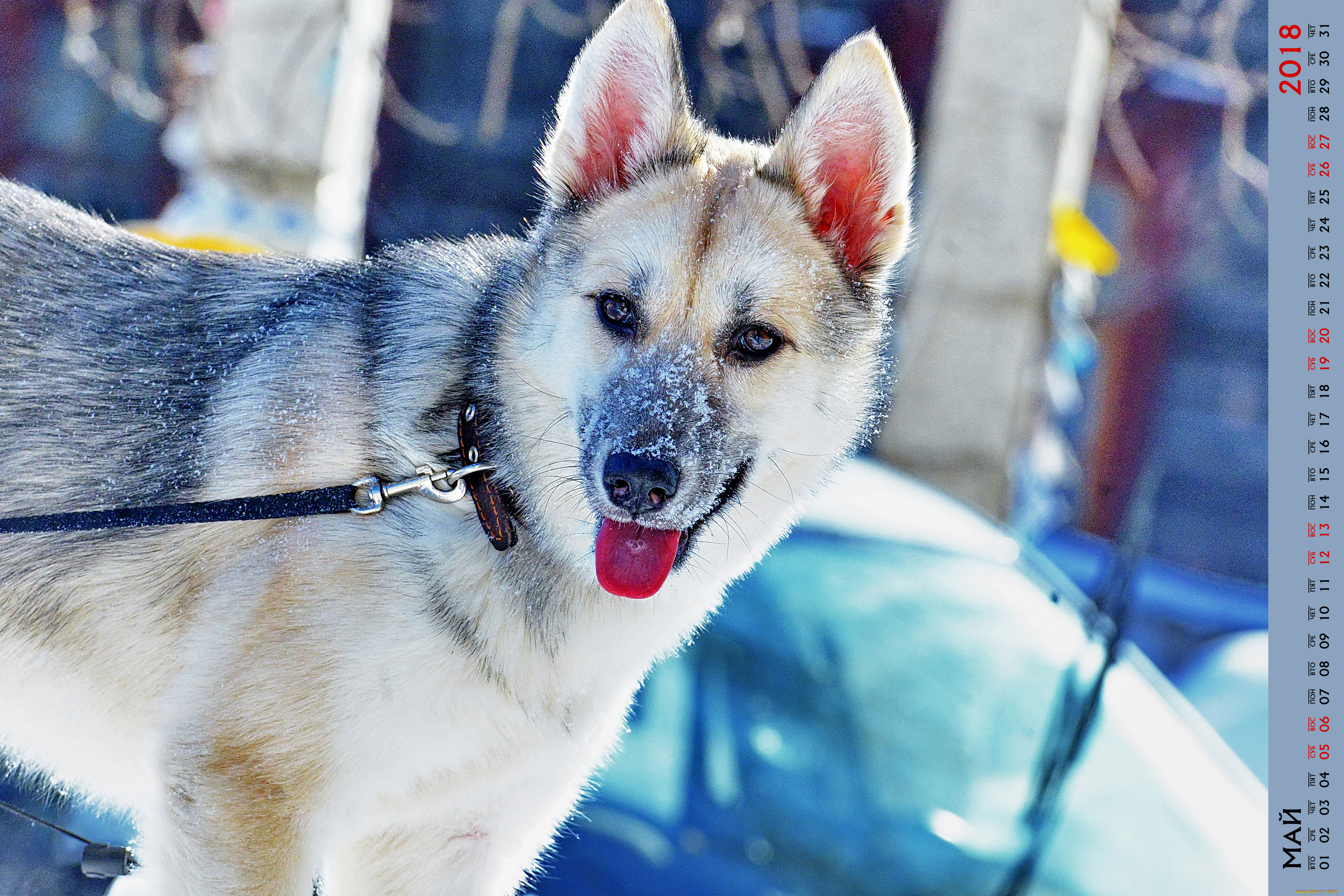 календари, животные, снег, собака, взгляд