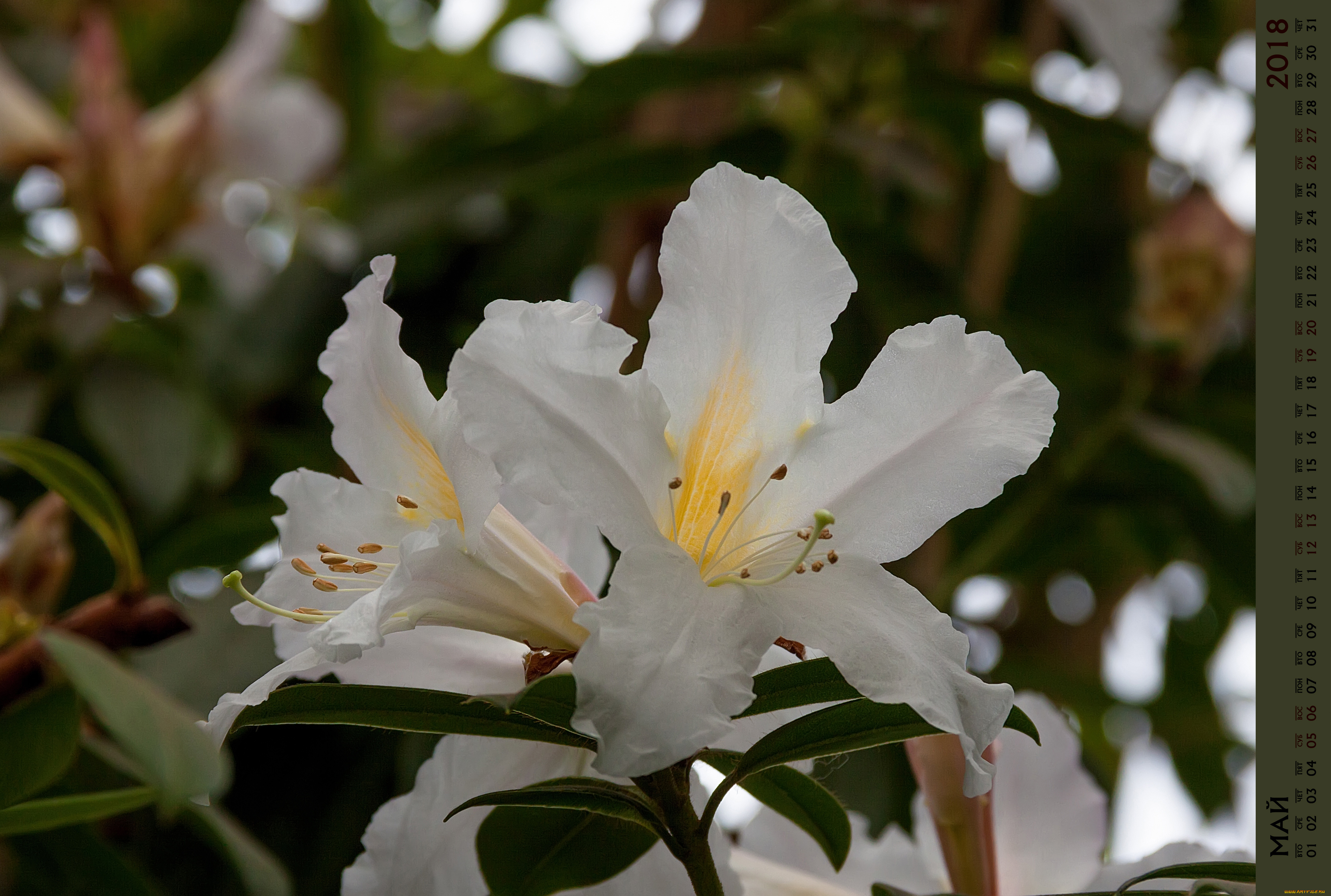 календари, цветы, бутон