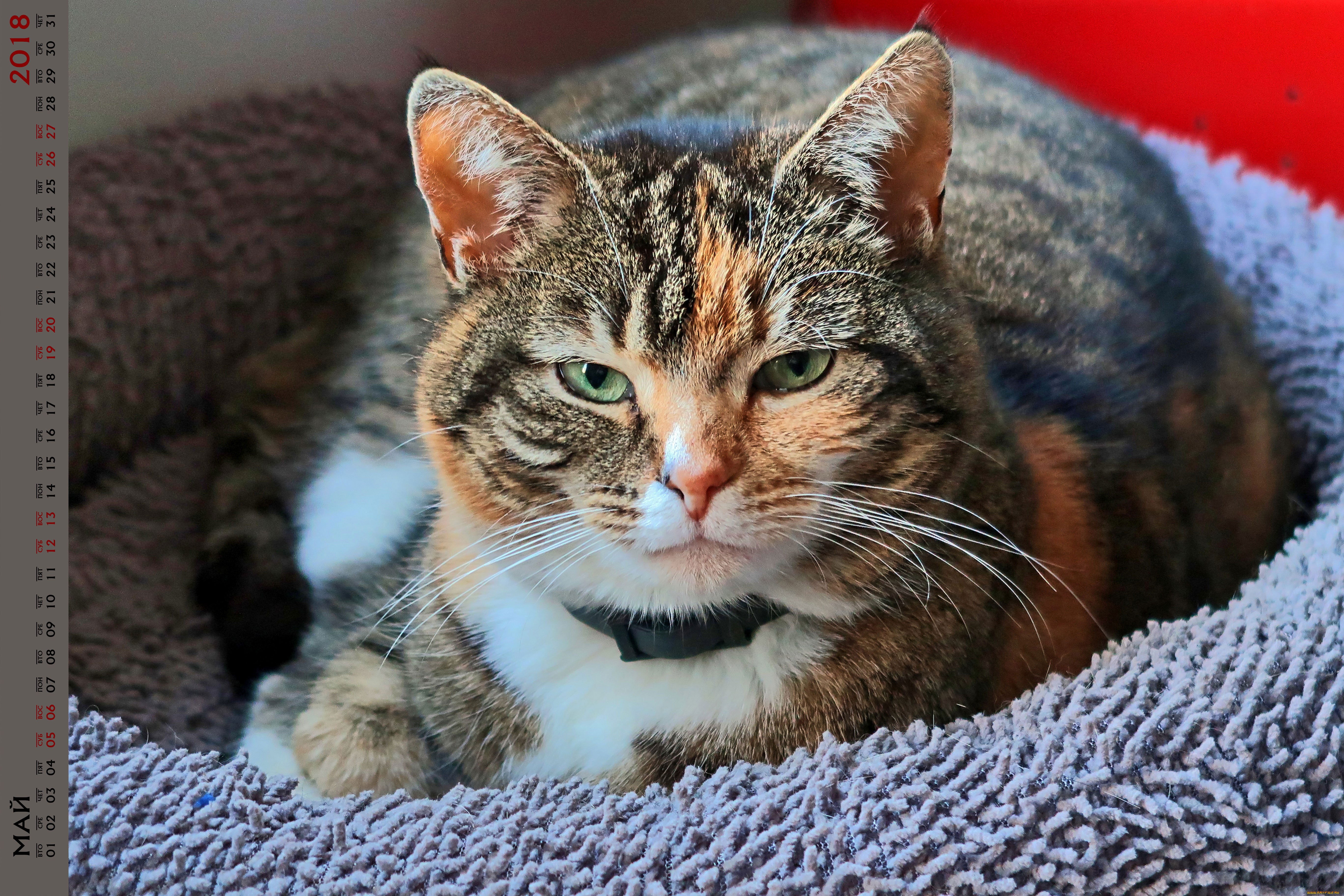 календари, животные, взгляд, кошка