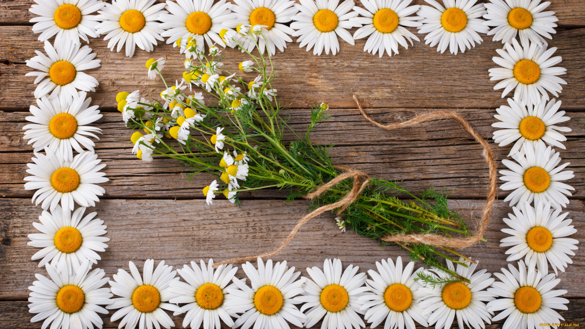 цветы, ромашки, фон