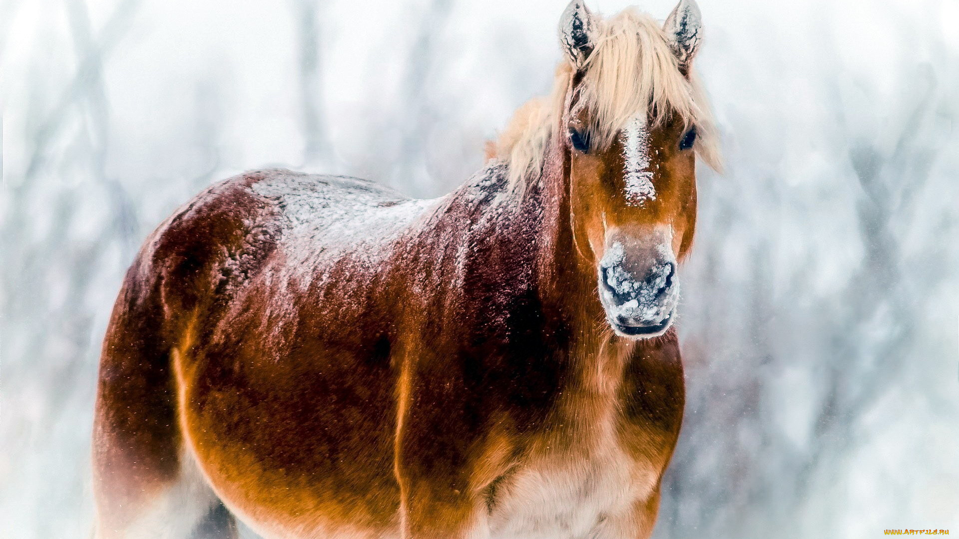 животные, лошади, снег, бурая, лошадь